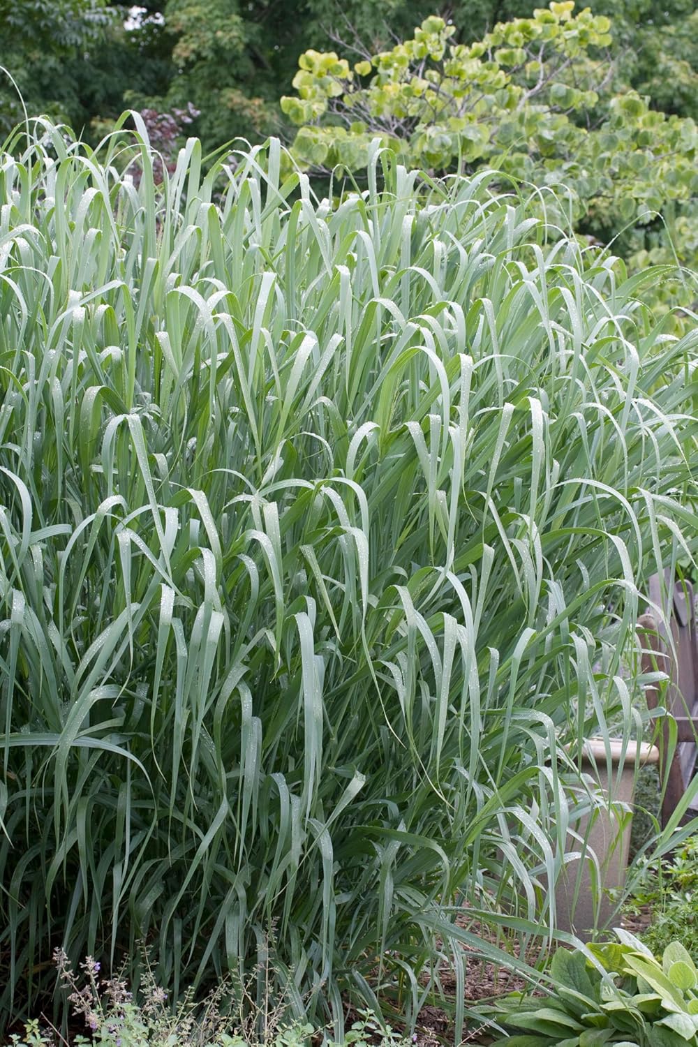 Panicum virgatum 'Dallas Blues' / Blaue Rutenhirse -XXL Topf