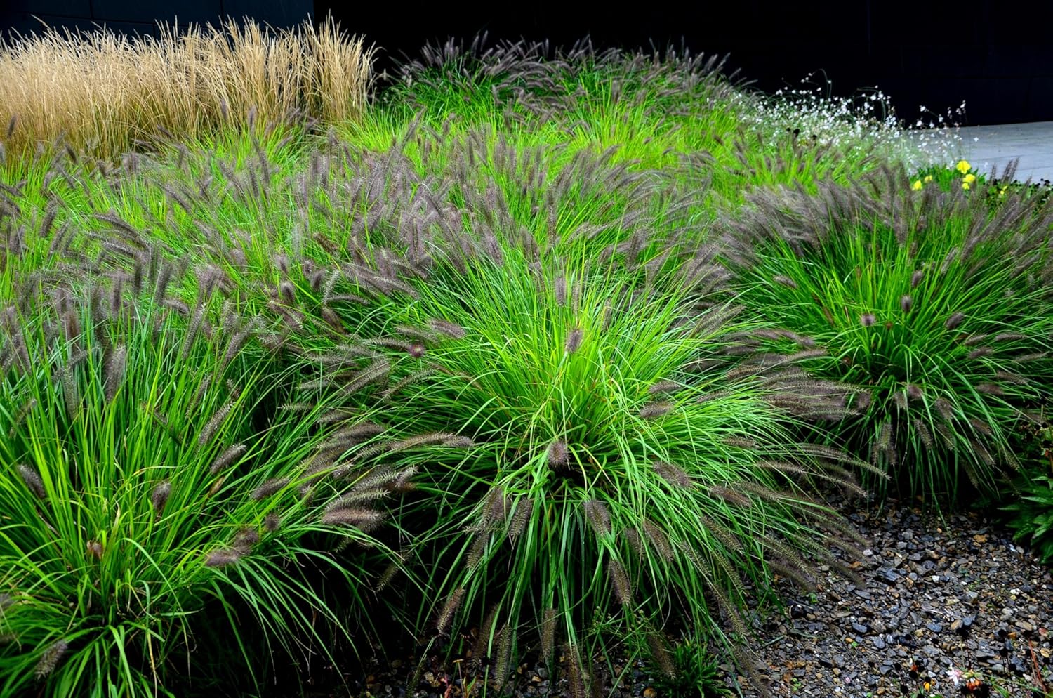 Pennisetum alopecuroides 'Black Beauty'  / Schwarzes Lampenputzergras - XXL Topf