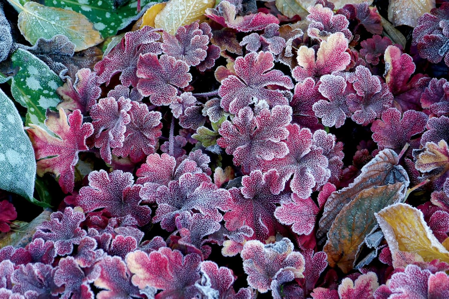 Heucherella Hybride 'Buttered Rum' / Purpurglöckchen