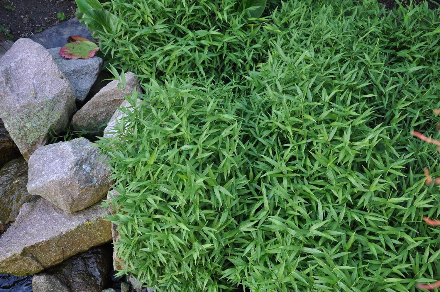 Pleioblastus pygmaeus / Zwerg-Bambus