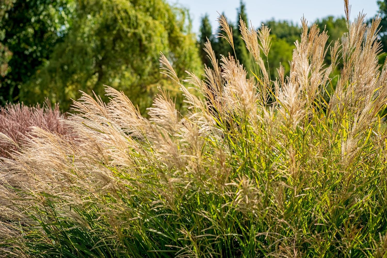 Miscanthus sinensis 'Federweißer' / Weißes Chinaschilf