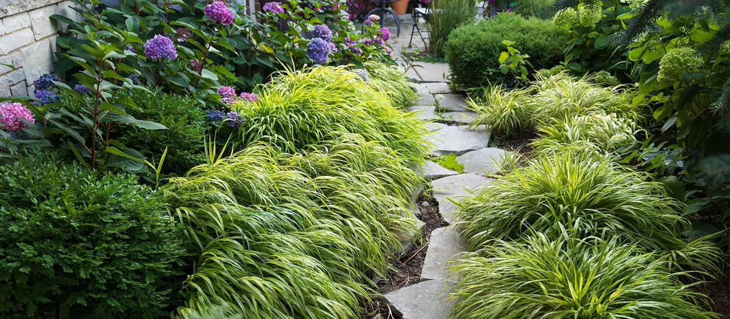 Hakonechloa macra 'Aureola' / Japanisches Gold Berggras