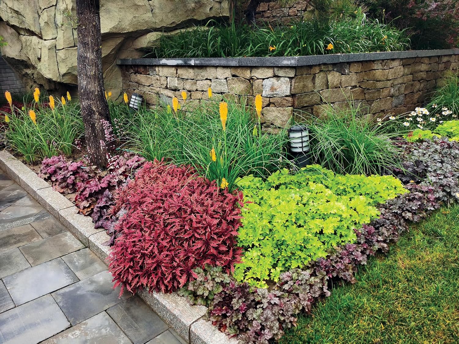 Heuchera Hybride 'Lime Marmalade' / Purpurglöckchen