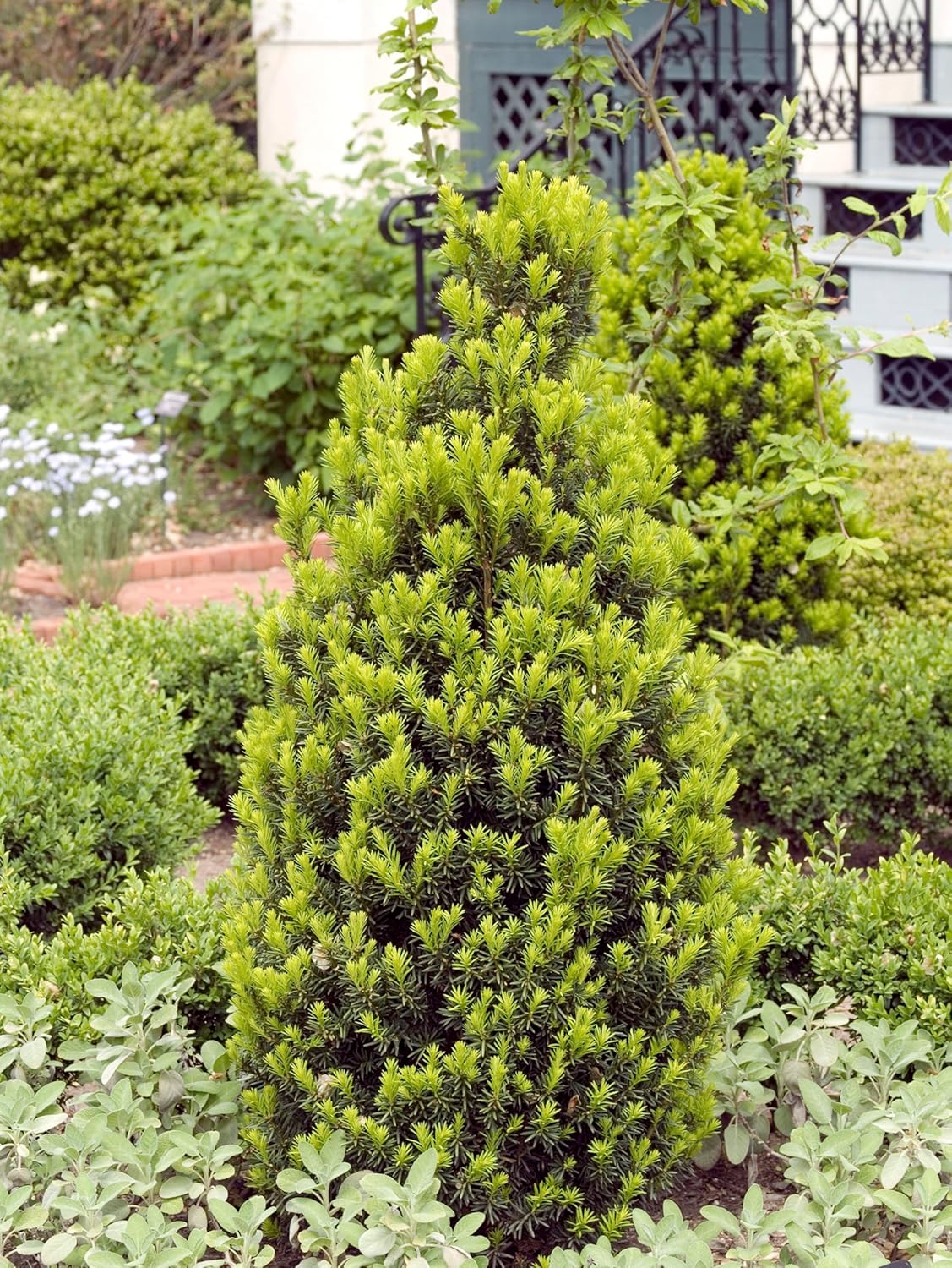 Taxus media 'Hicksii' / Becher-Eibe