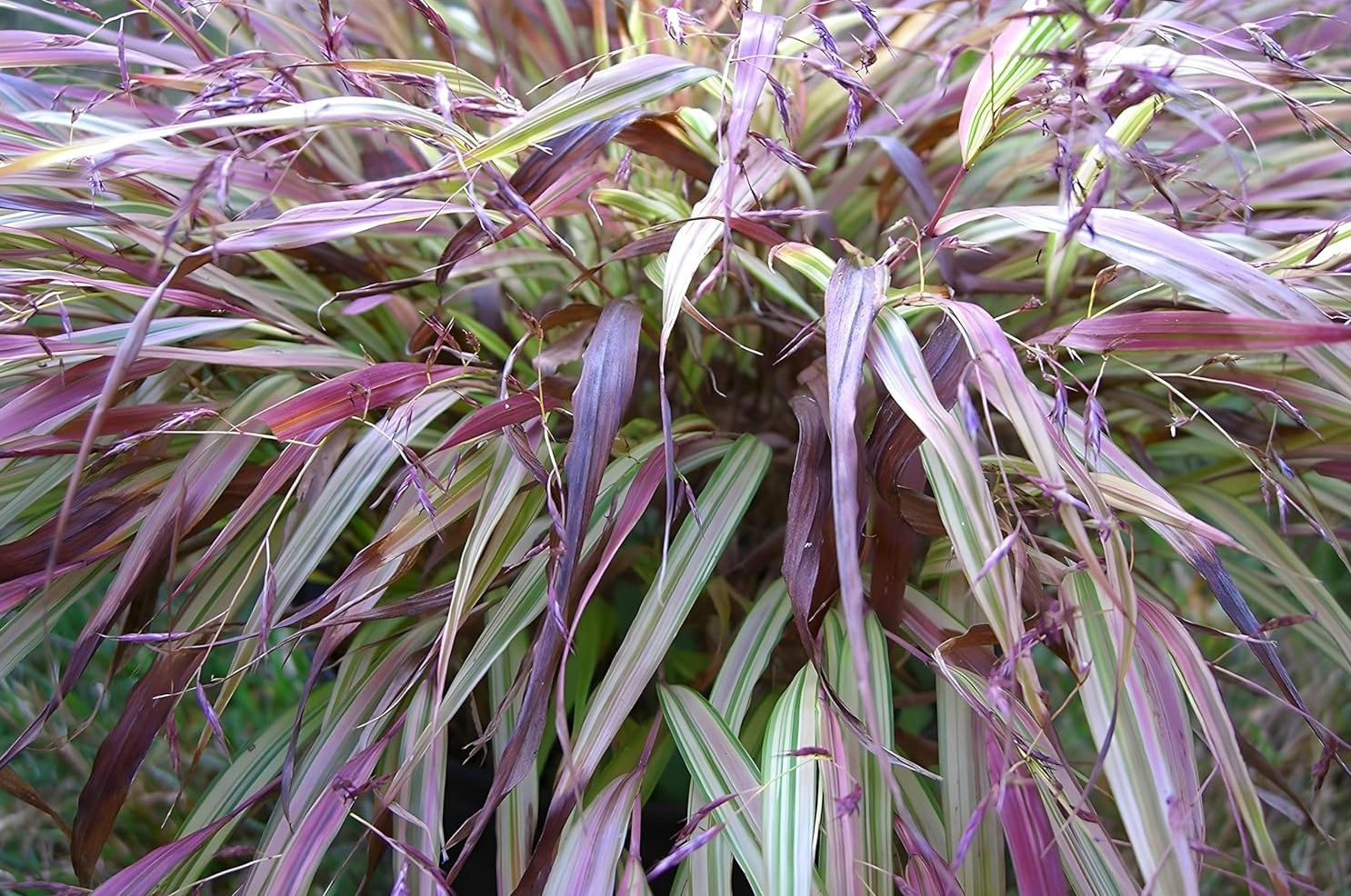 Hakonechloa macra 'Naomi' / Japanisches Berggras