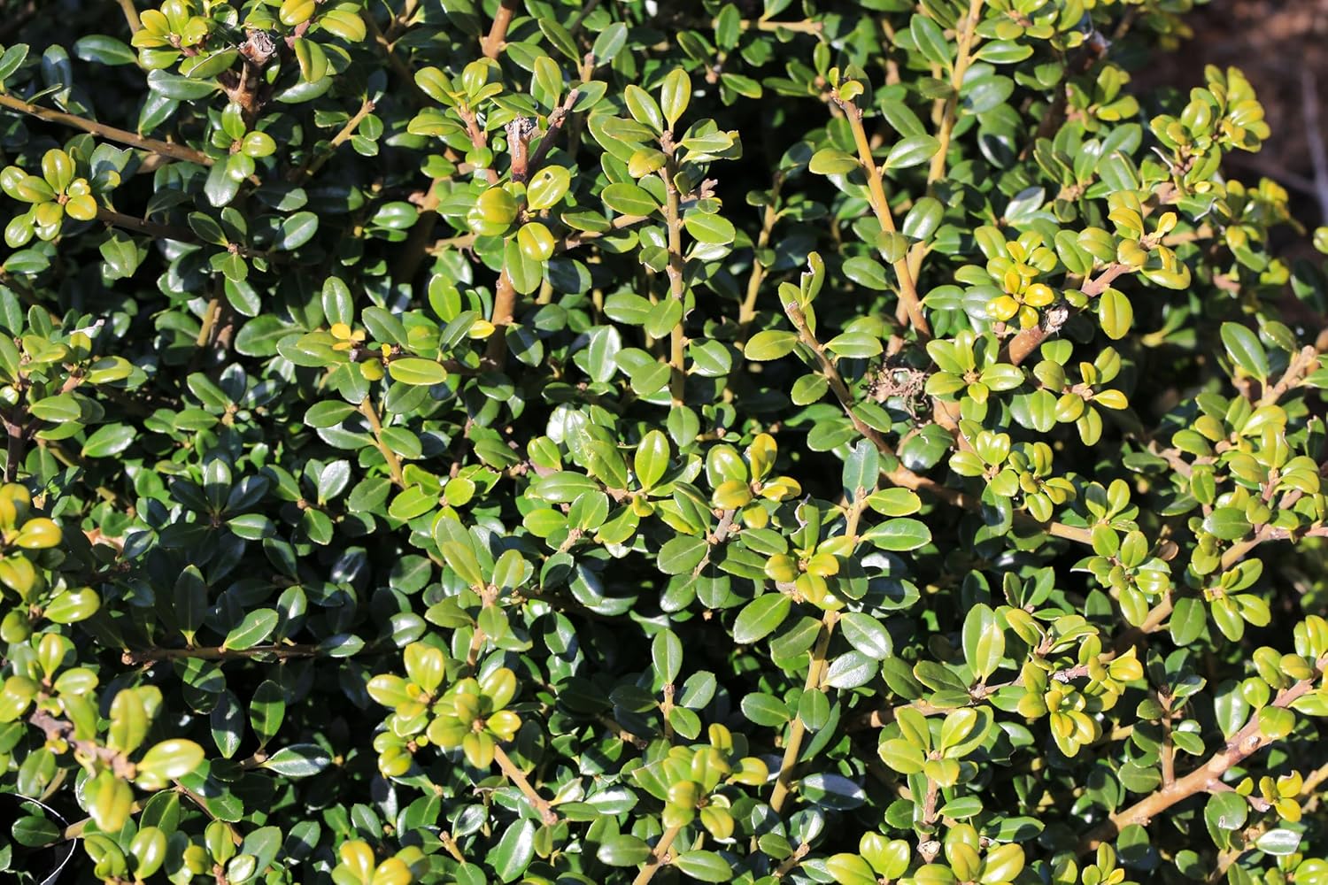 Ilex crenata 'Glory Gem' / Japanischer Berg Ilex