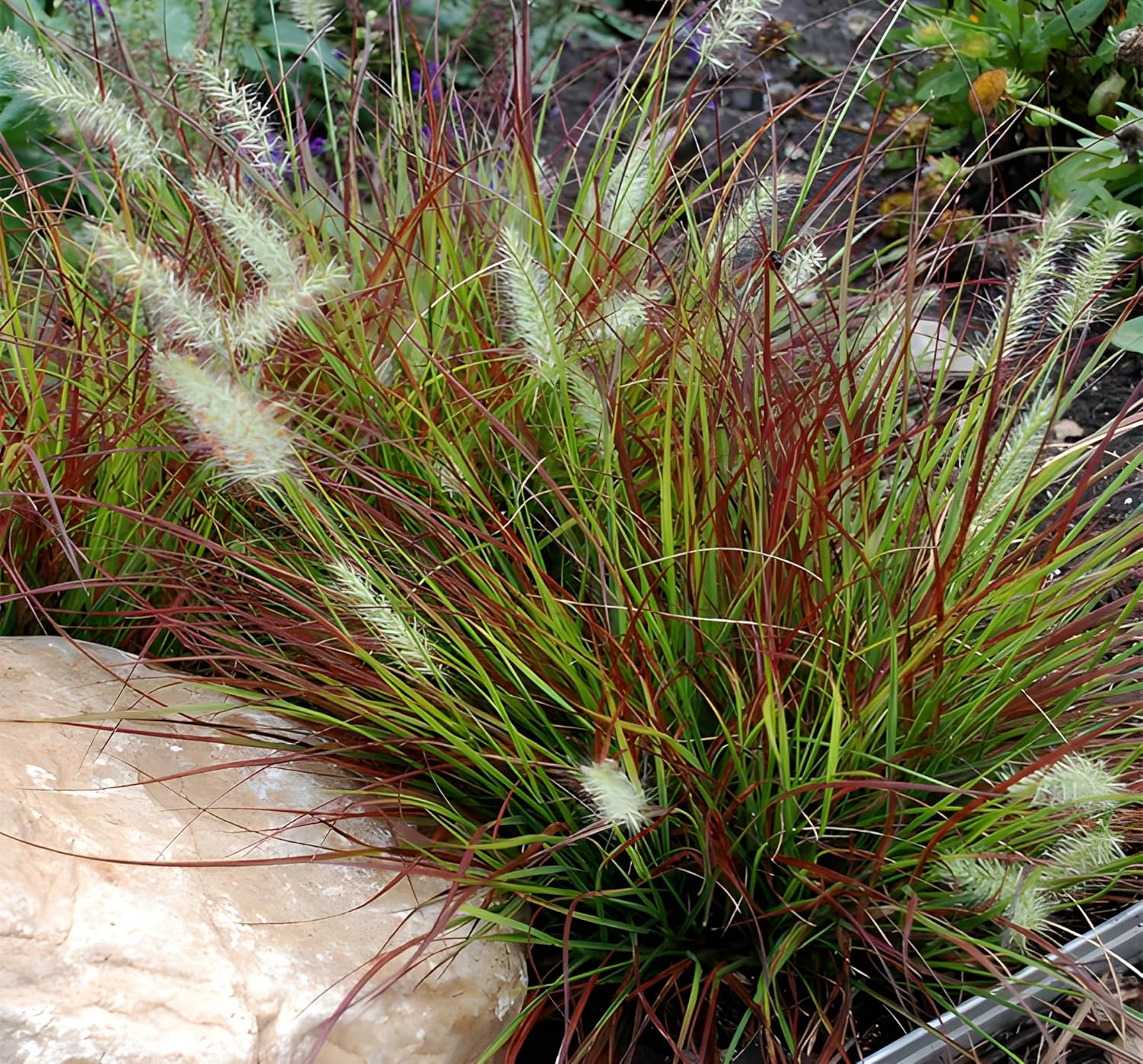 Pennisetum alopecuroides 'Burgundy Bunny' / Rotes Zwerg Lampenputzergras