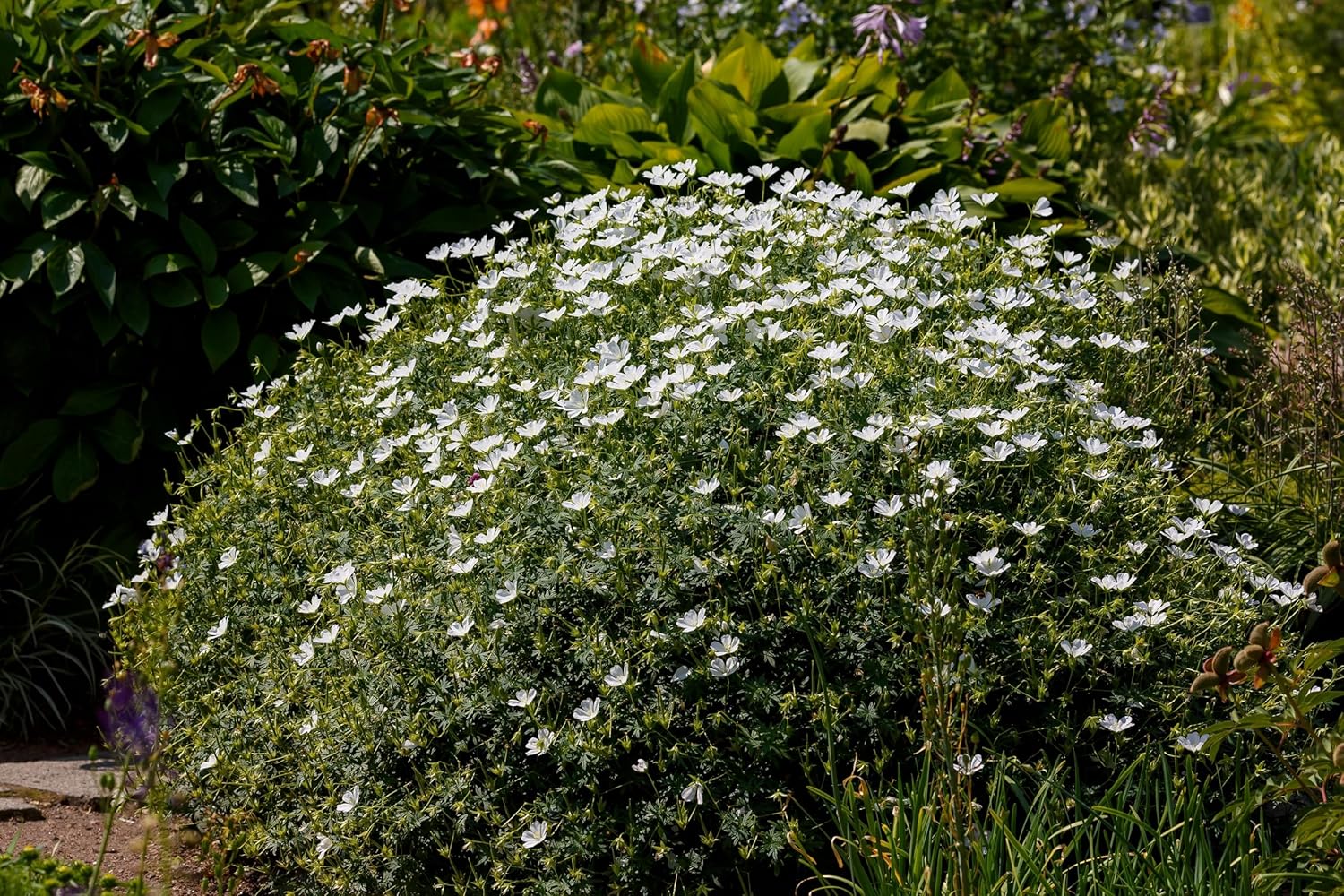 Geranium sanguineum 'Album' / Weißer Blut Storchschnabel