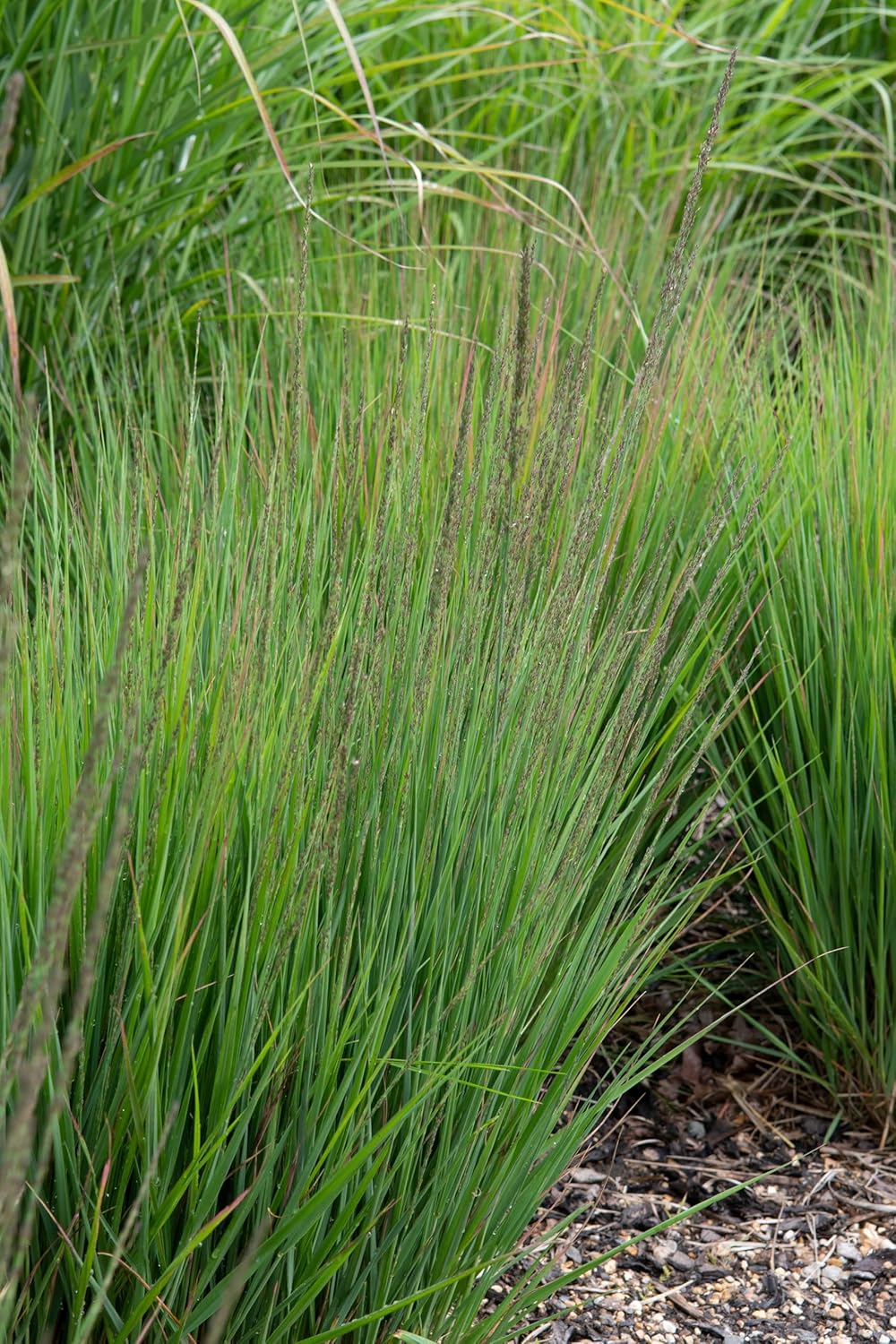 Molinia caerulea 'Moorhexe' / Kleines Pfeifengras