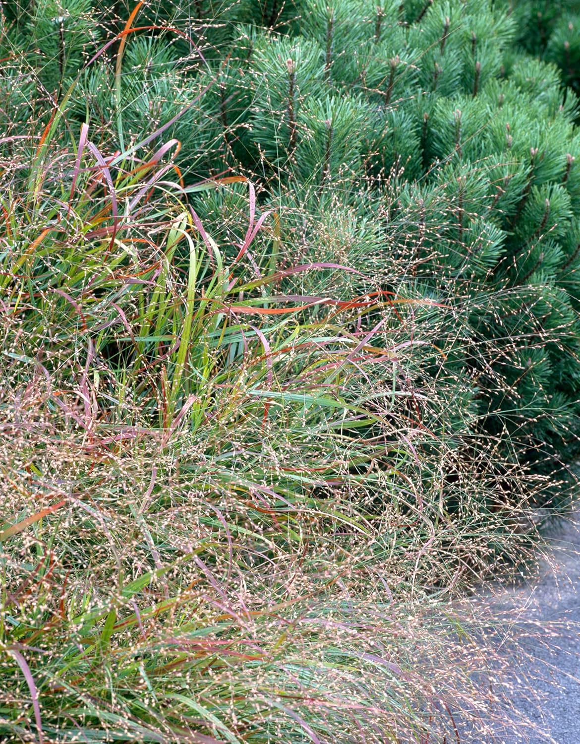 Panicum virgatum 'Hänse Herms' / Braunrote Rutenhirse