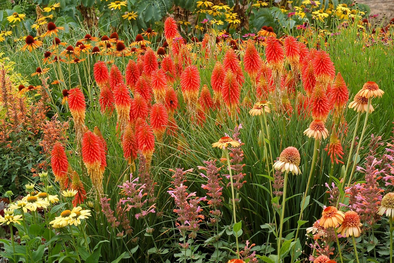 Kniphofia 'Papaya Popsicle’ / Fackellilie - Tritome