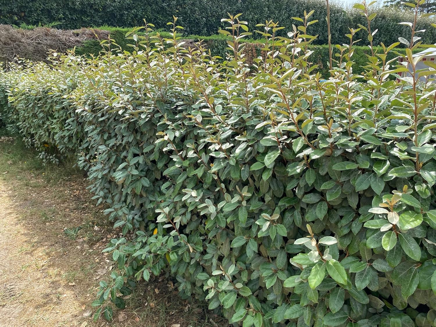 Elaeagnus ebbingei / Wintergrüne Ölweide