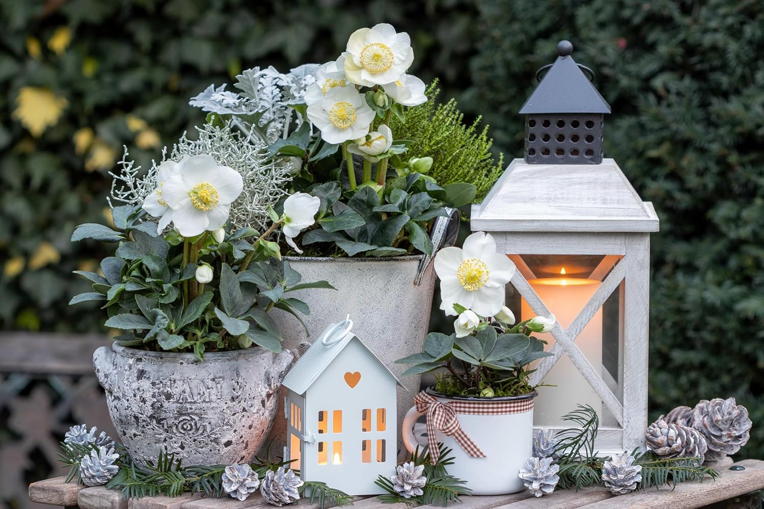 Helleborus niger 'Advent Star' / Christrose