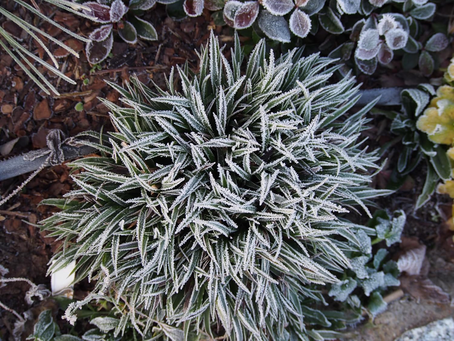 Luzula pilosa 'Igel' / Behaarte Hainsimse