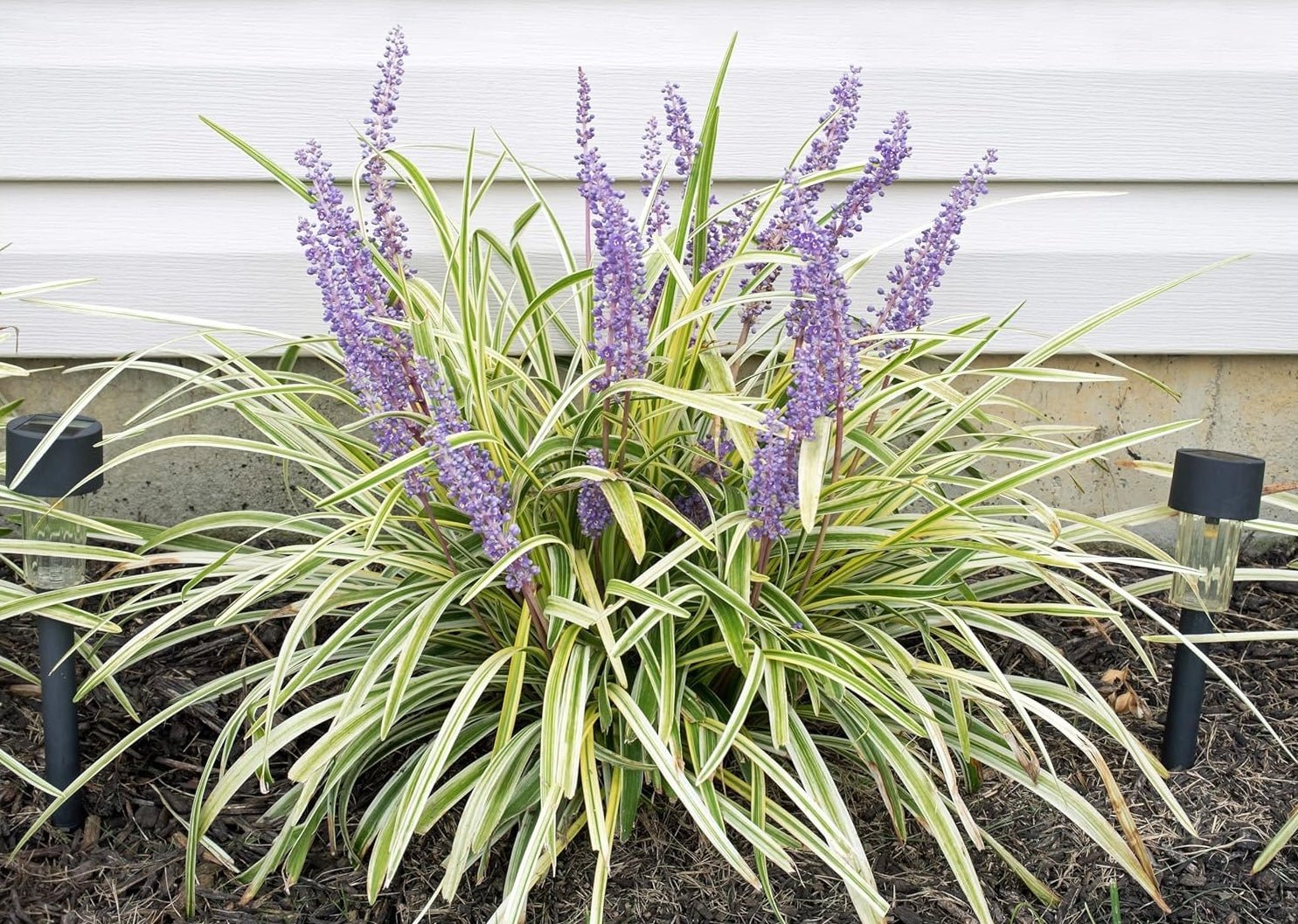 Liriope muscari 'Variegata' / Bunte Lilientraube