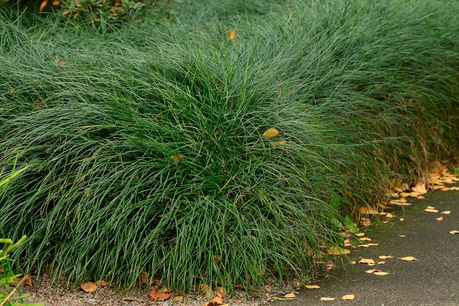 Ophiopogon japonicus 'Sparkler' / Japanischer Schlangenbart