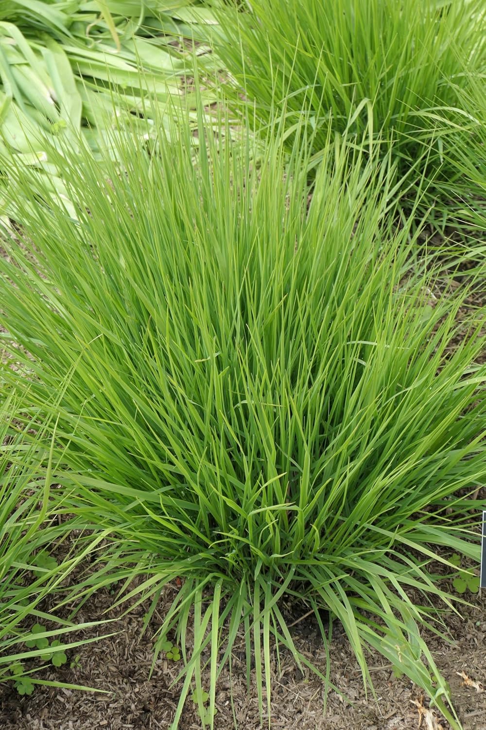 Molinia caerulea 'Heidebraut' / Kleines Pfeifengras