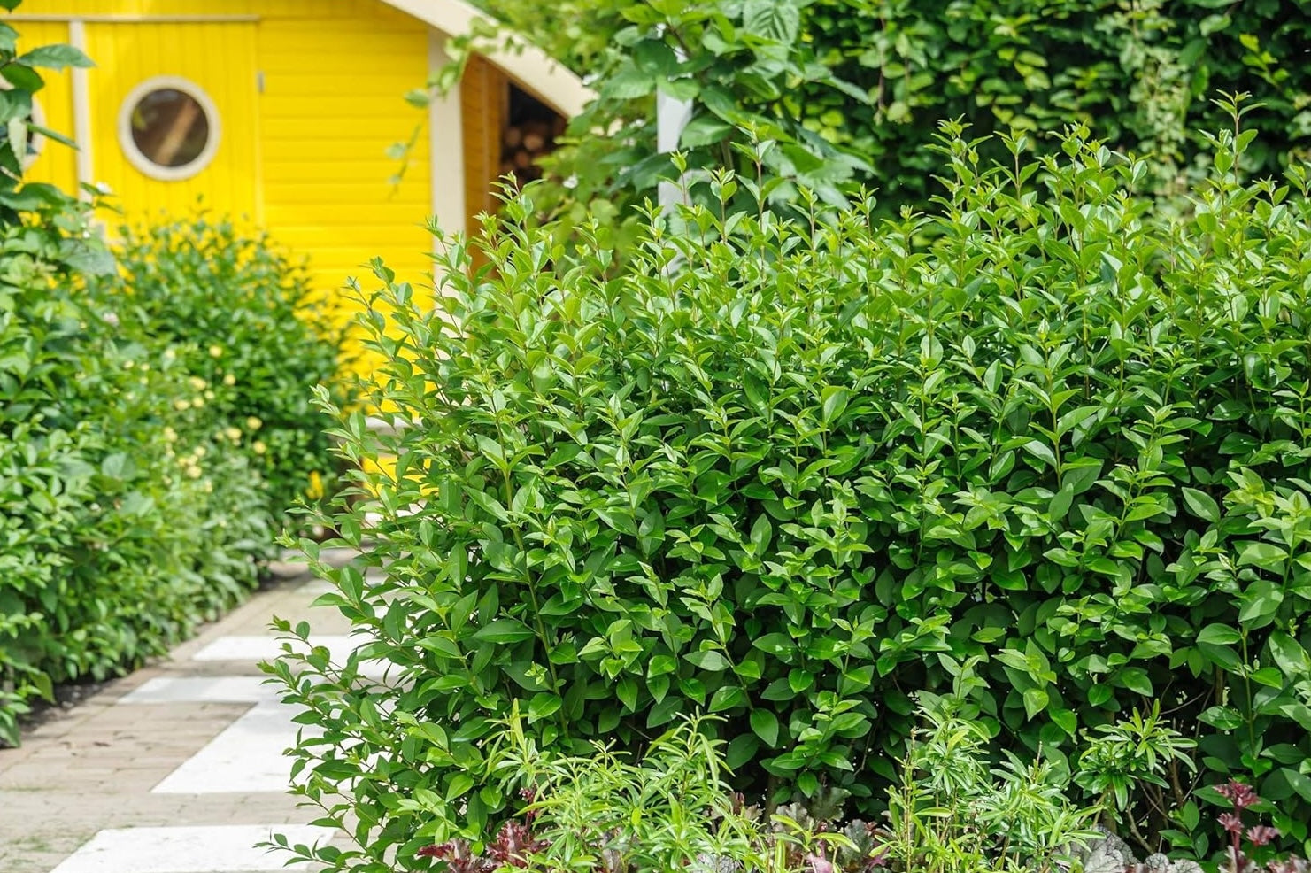 Ligustrum ovalifolium 'Green Diamond' / Ovalblättriger Liguster
