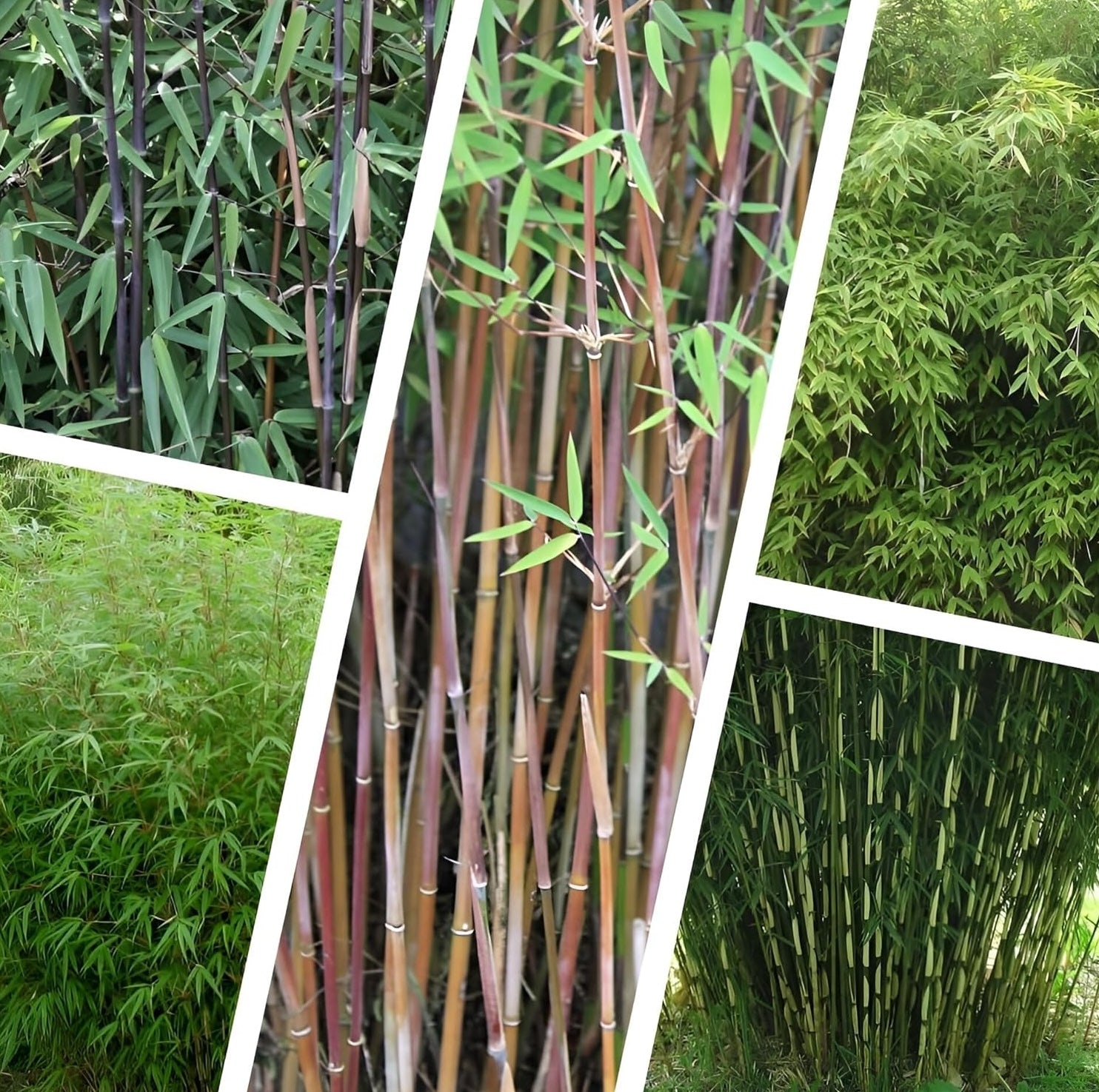 5 x Fargesia Kollektion / Garten-Bambus - extra für Sie ausgewählt