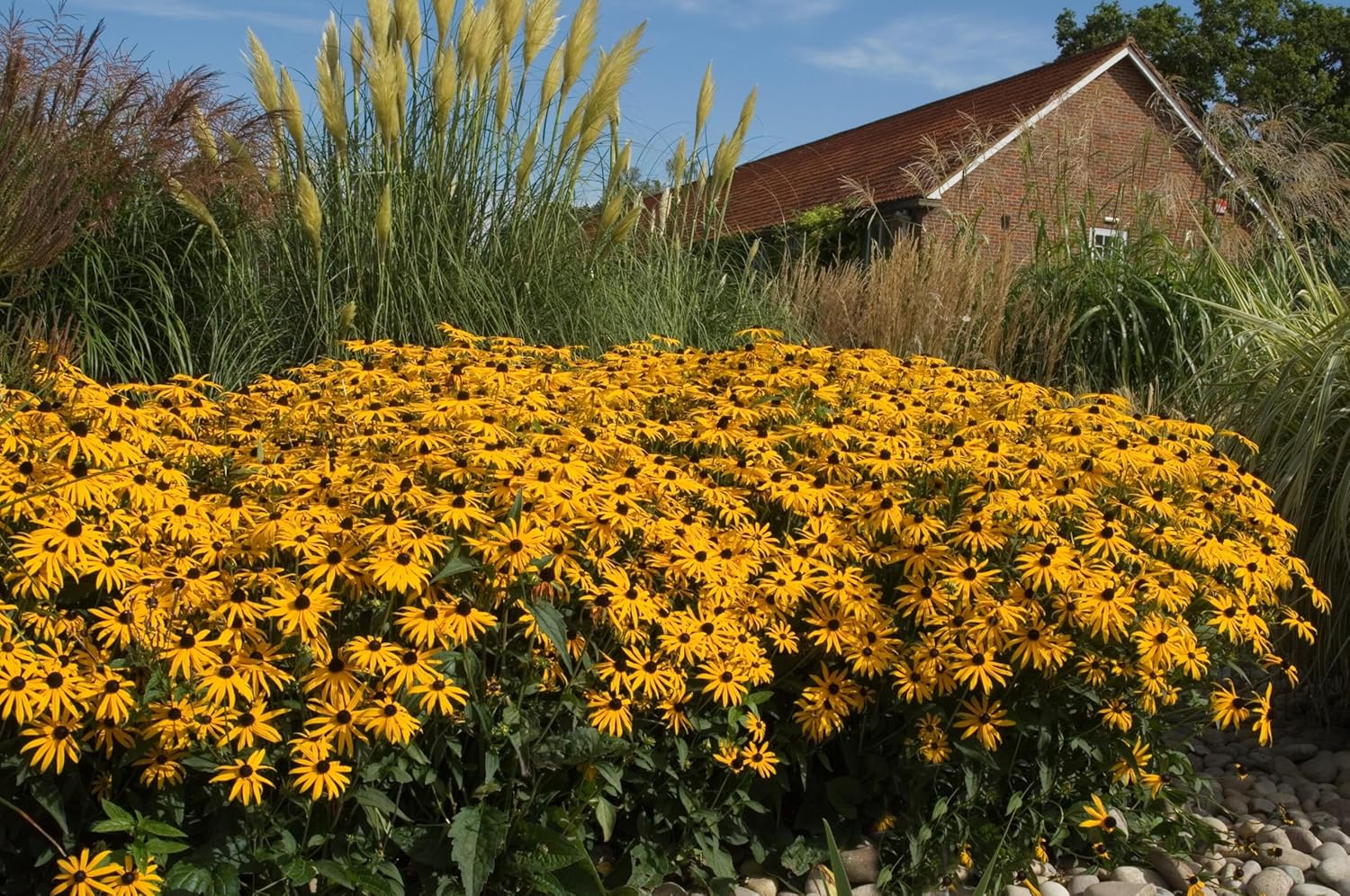 Rudbeckia fulgida 'Goldsturm' / Sonnenhut