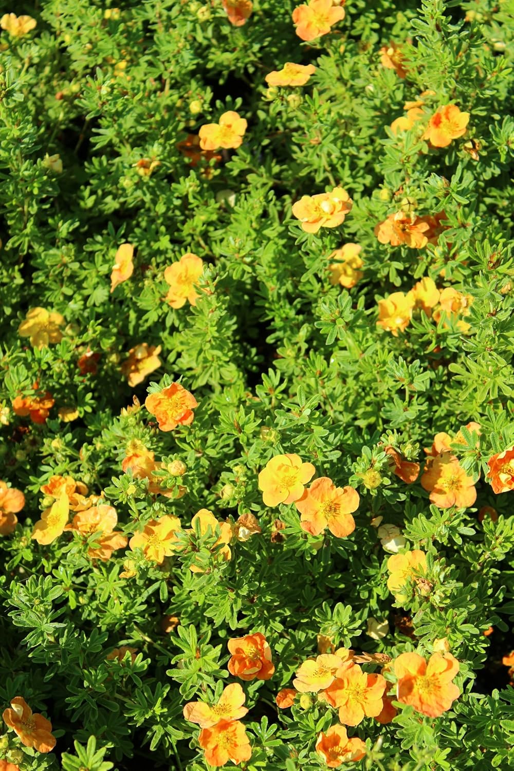 Potentilla fruticosa 'Hopleys Orange' / Oranger Fingerstrauch