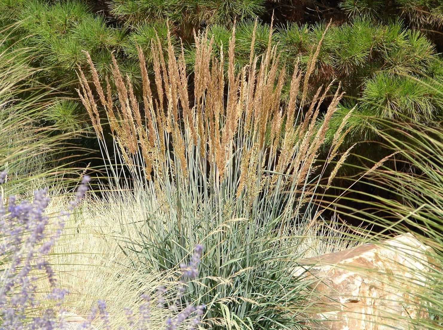 Sorghastrum nutans / Indianer Gras
