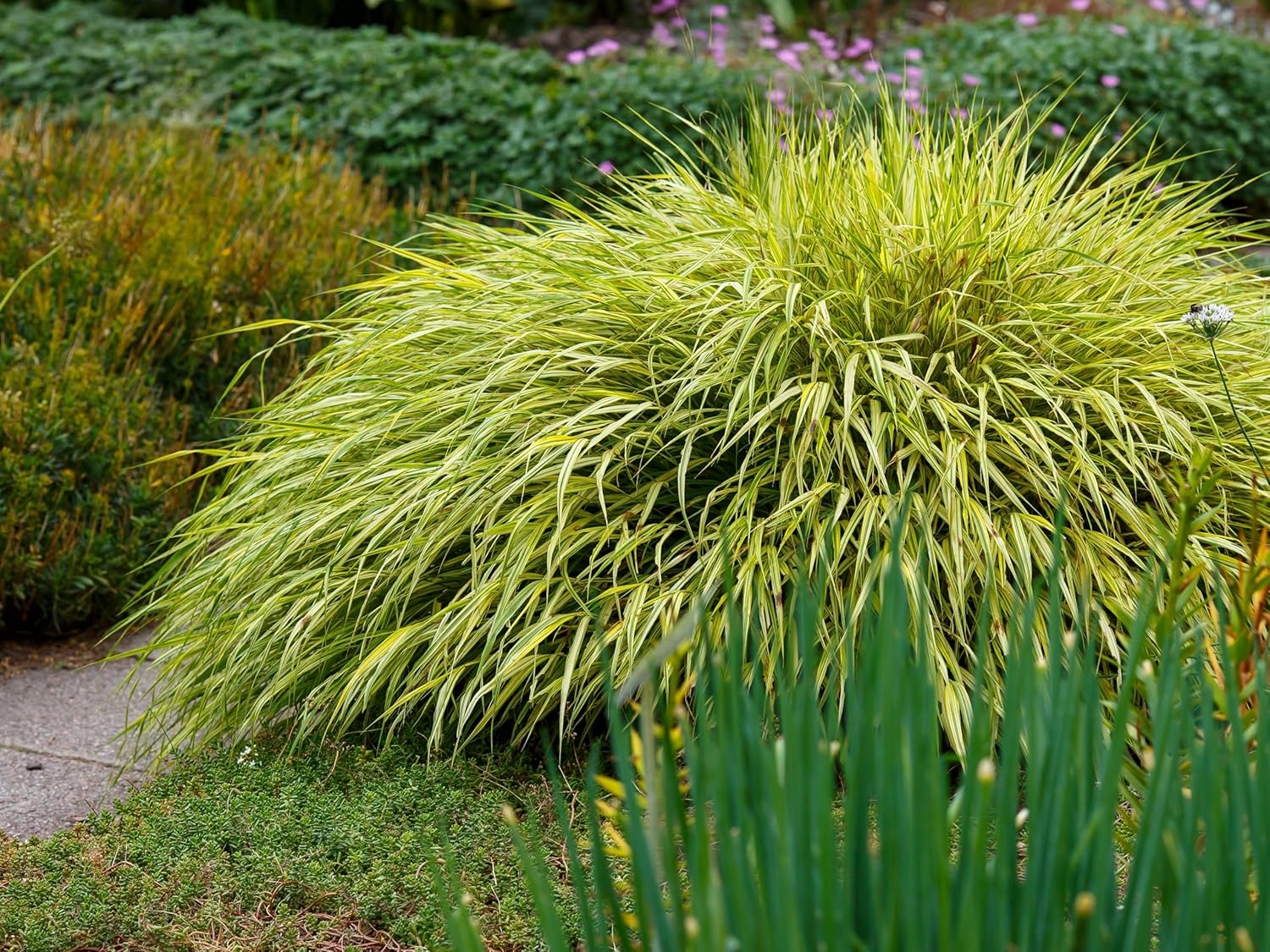 Hakonechloa macra 'Aureola' / Japanisches Gold Berggras