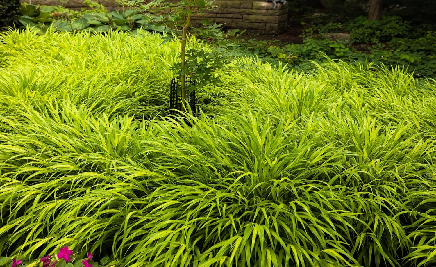 Hakonechloa macra 'All Gold' / Japanisches Gold Berggras