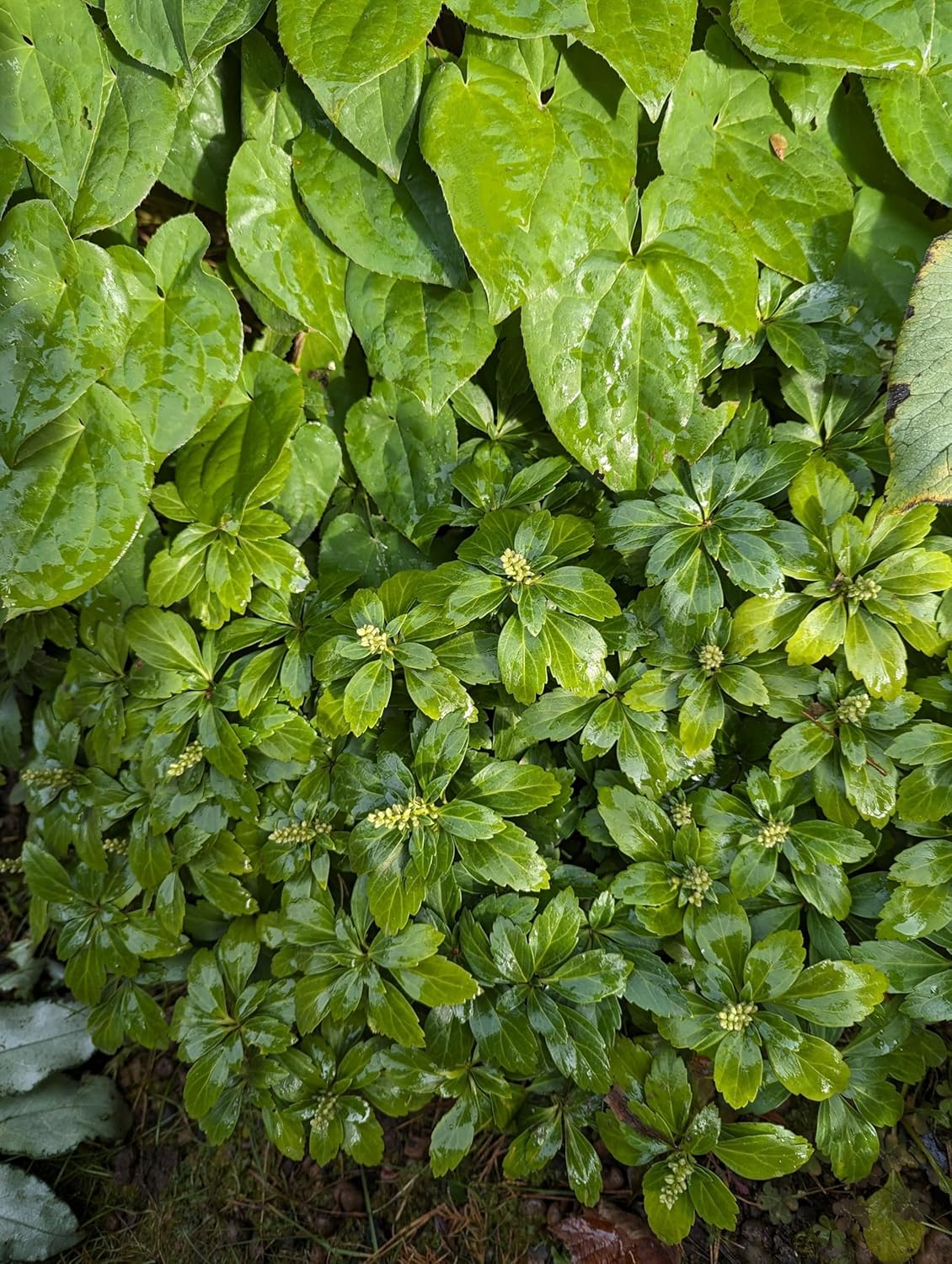 Pachysandra terminalis 'Green Sheen' / Dickmännchen