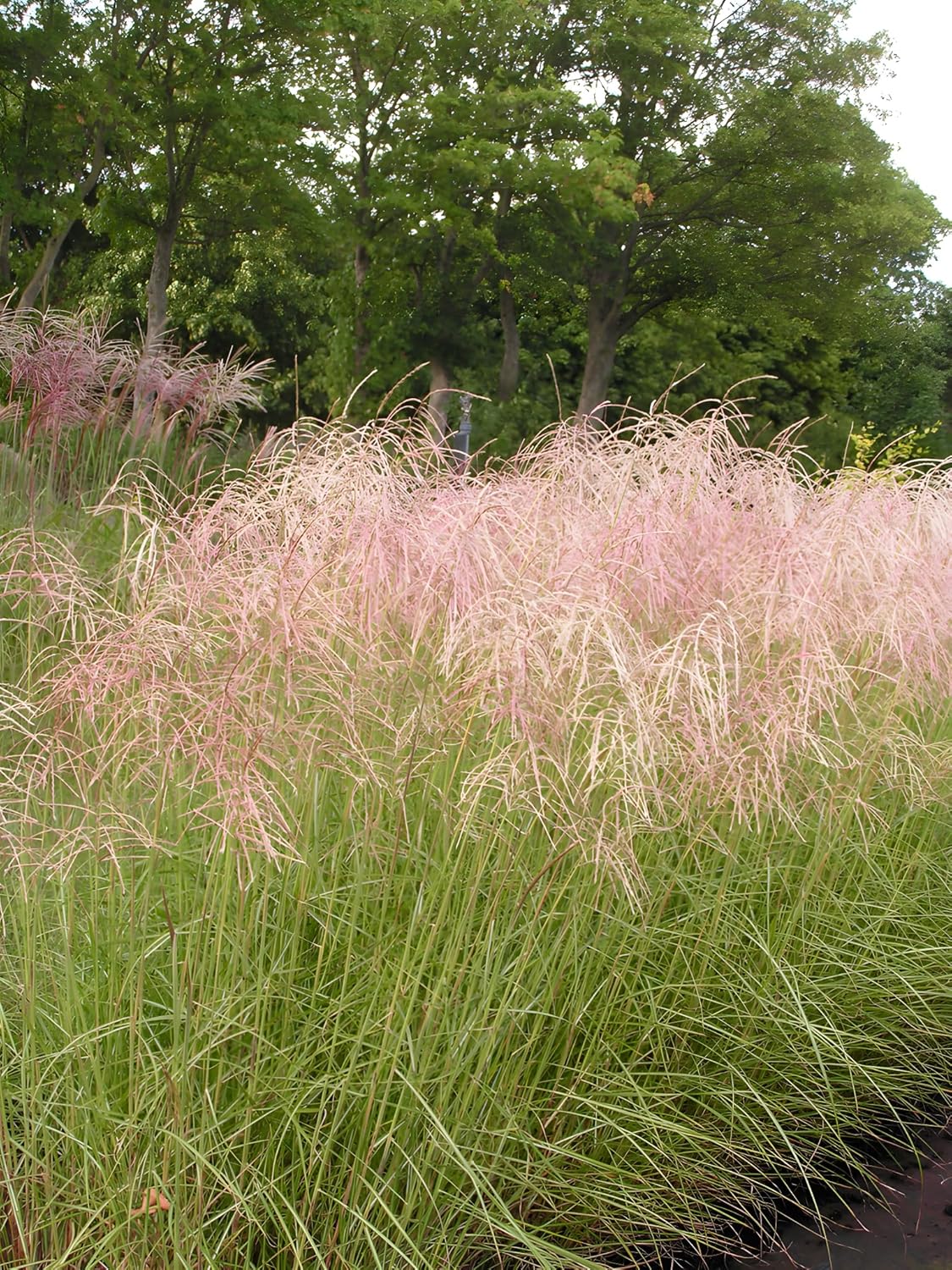 Miscanthus sinensis 'Pink Cloud' / Rosa Chinaschilf