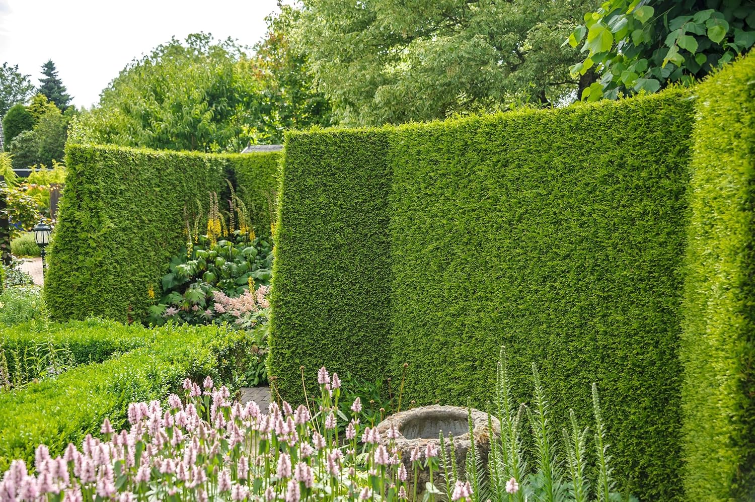 Thuja occidentalis 'Brabant' / Lebensbaum