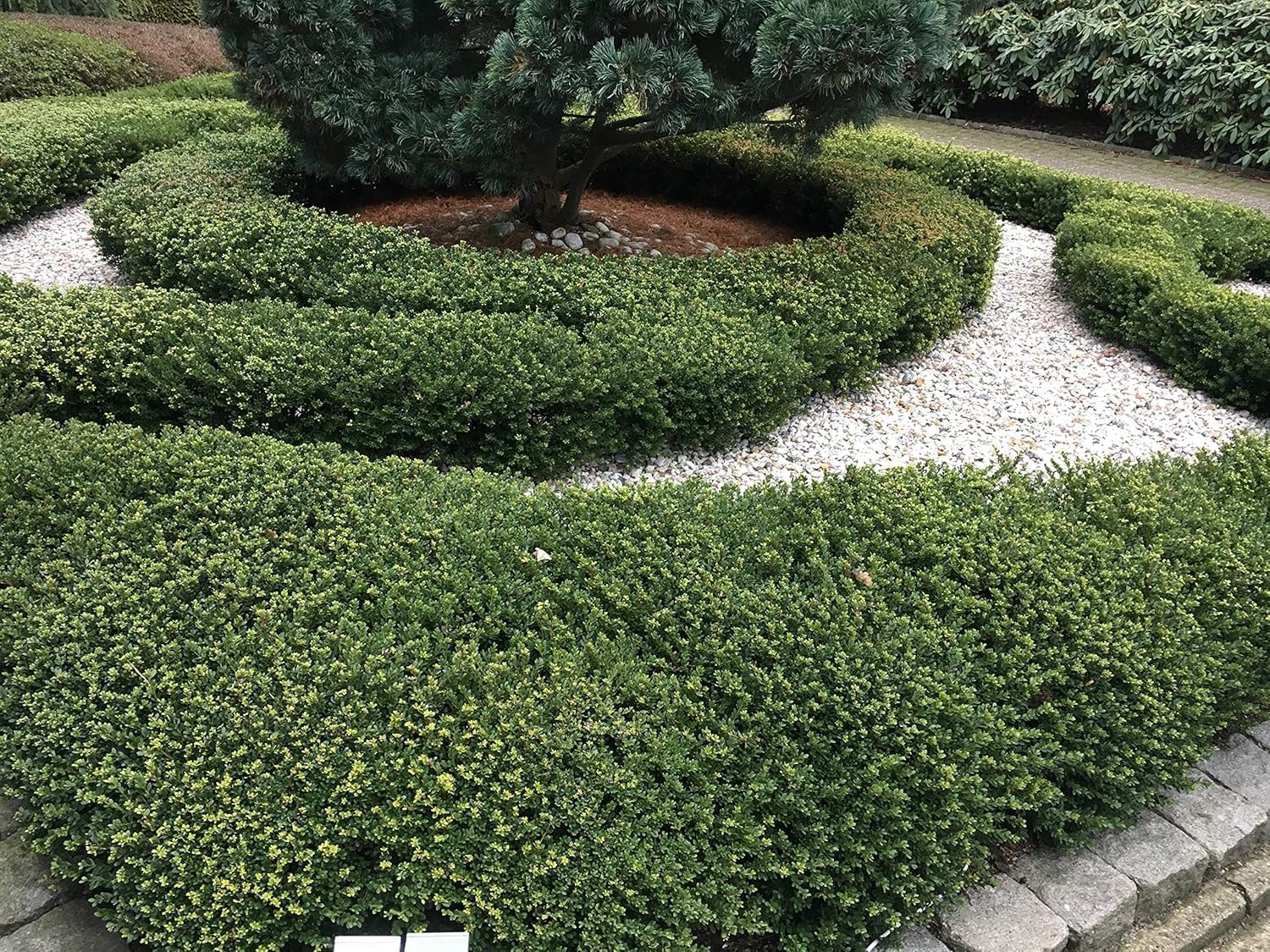 Ilex crenata 'Stokes' / Niedriger Berg Ilex