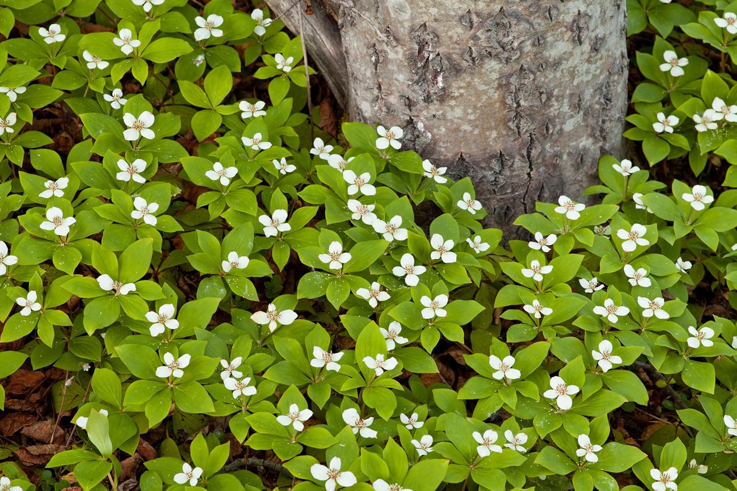 Cornus canadensis / Teppich-Hartriegel