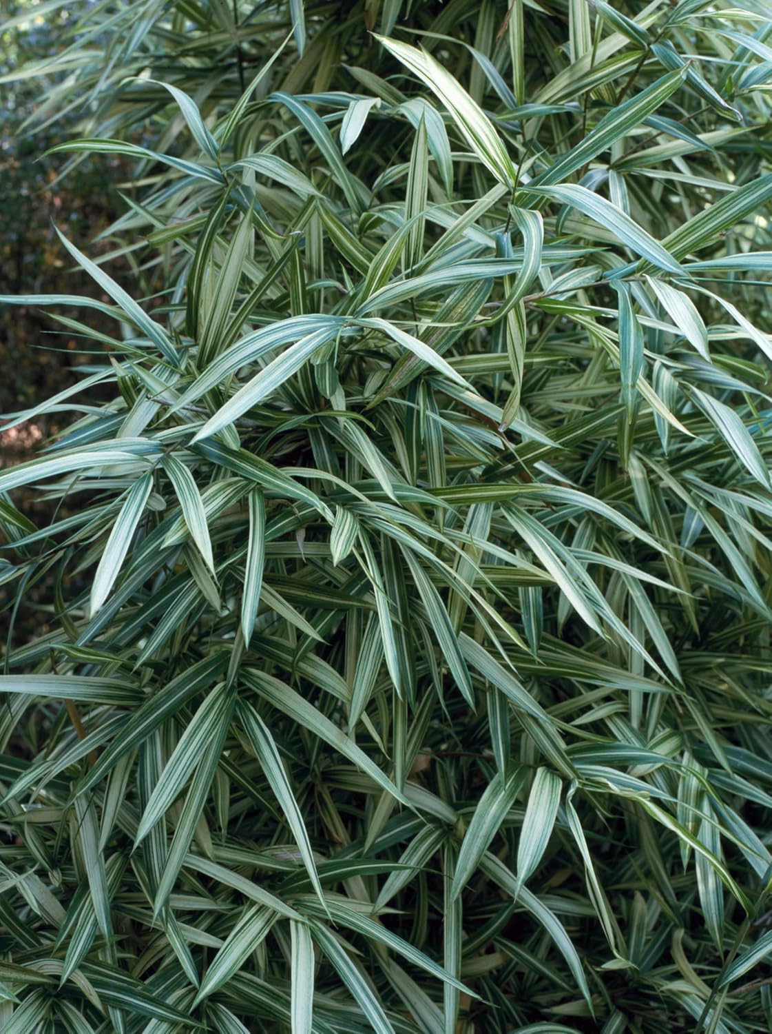 Pleioblastus chino 'Tsuboi' / Bunter Zwergbambus