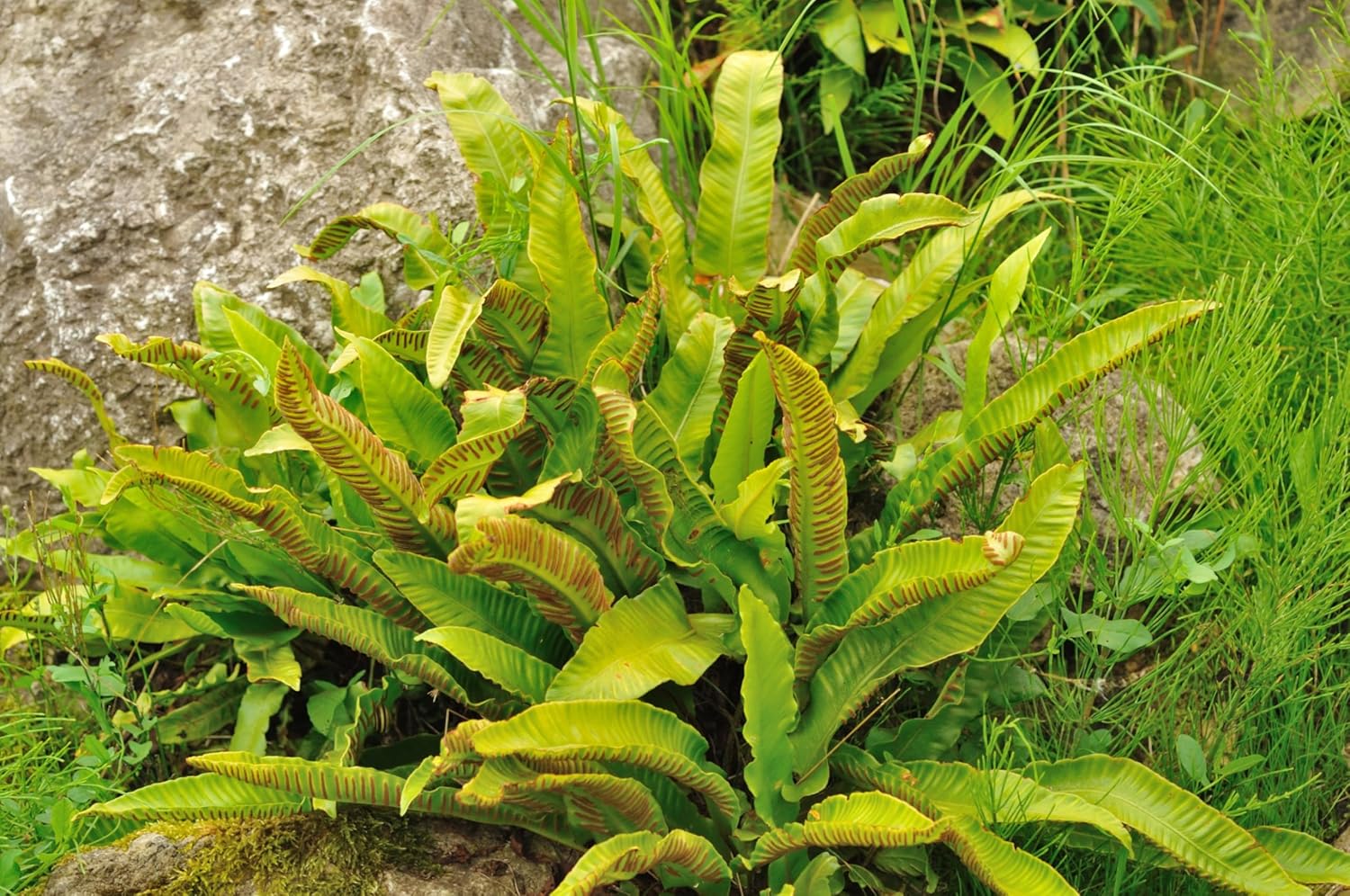 Phyllitis scolopendrium 'Angustifolium' / Hirschzungenfarn