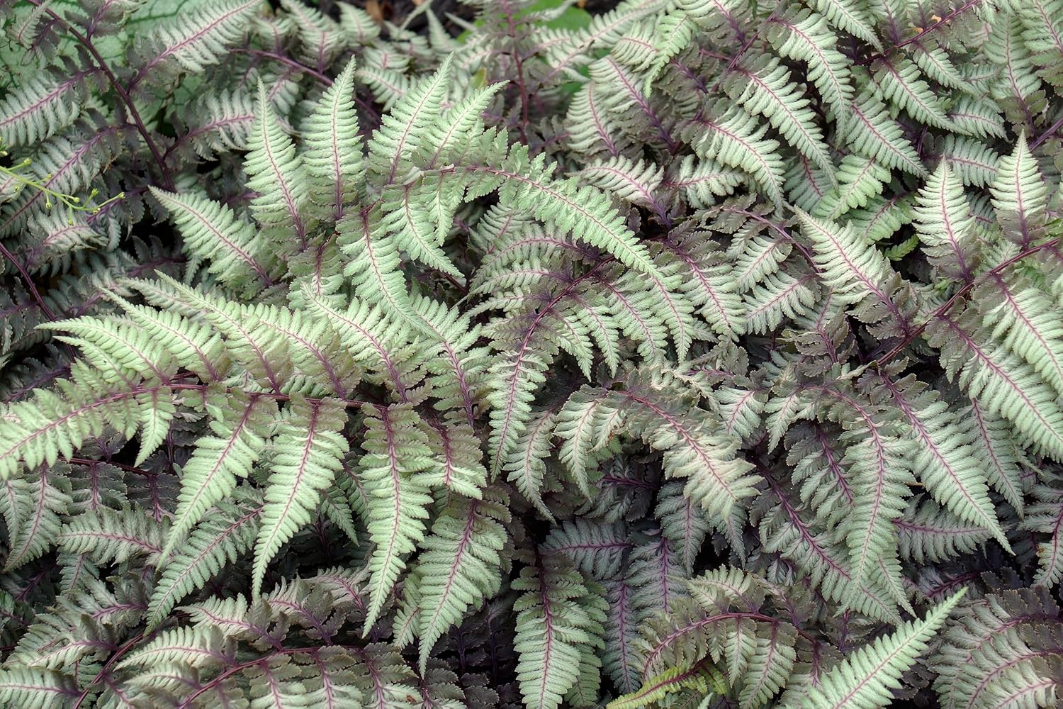 Athyrium niponicum 'Red Beauty' / Regenbogenfarn