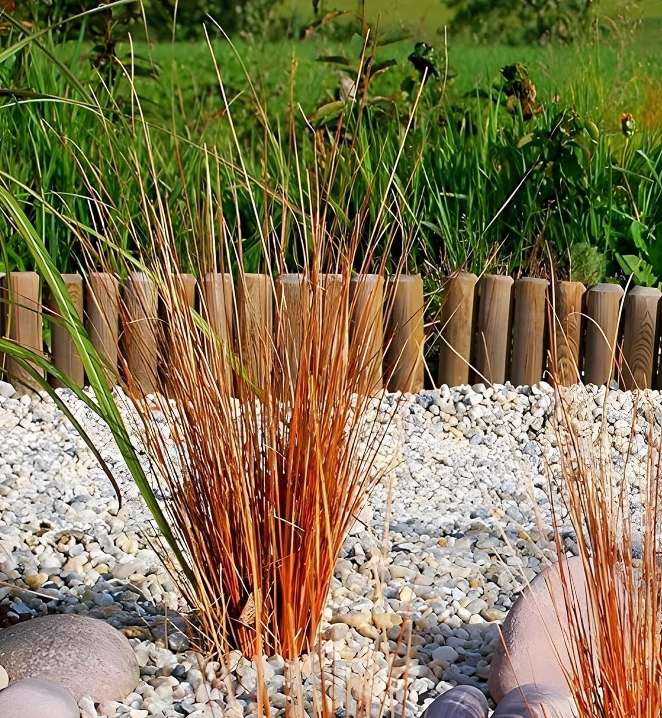 Carex buchananii 'Firefox' / Neuseeland Segge