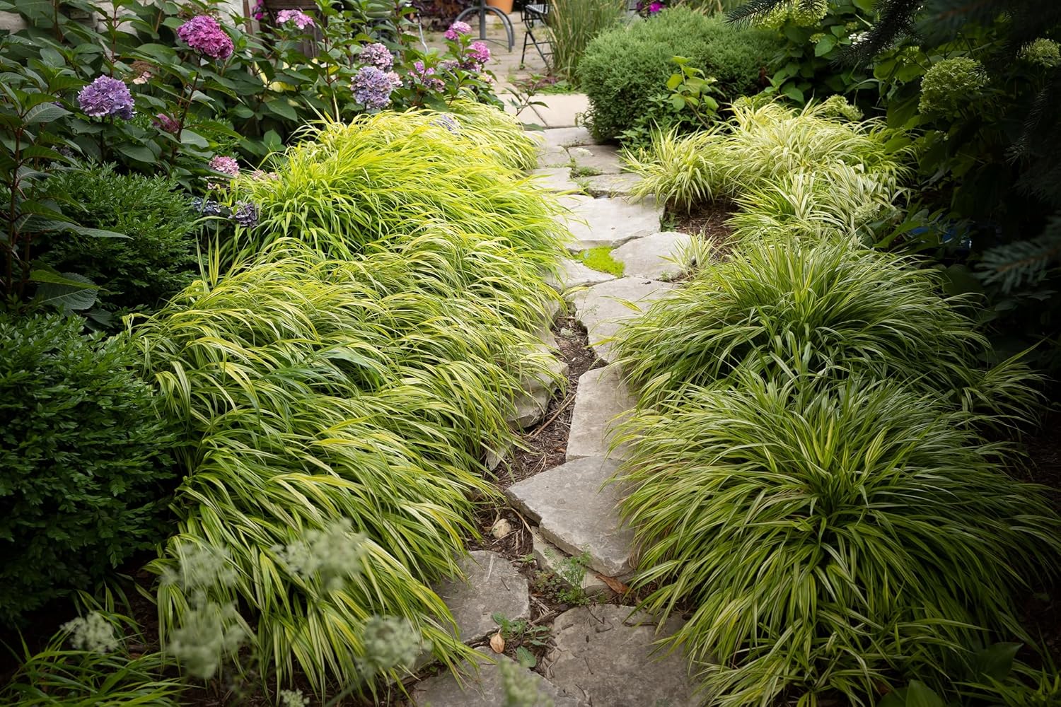 Hakonechloa macra 'Aureola' / Japanisches Gold Berggras