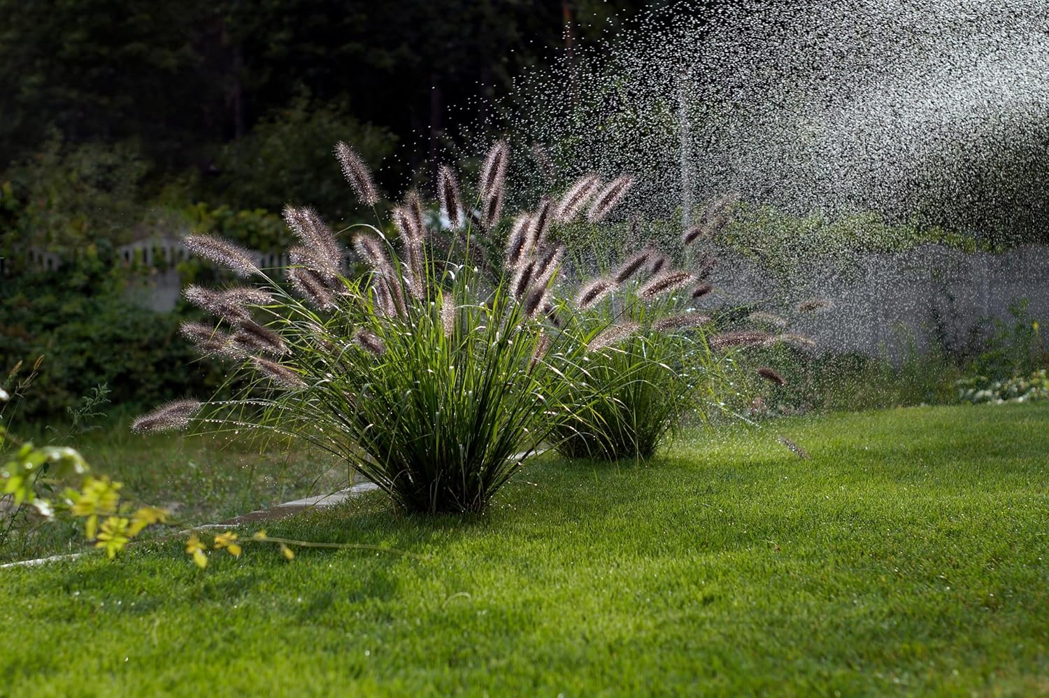 Pennisetum alopecuroides 'Red Head' / Rotes Lampenputzergras