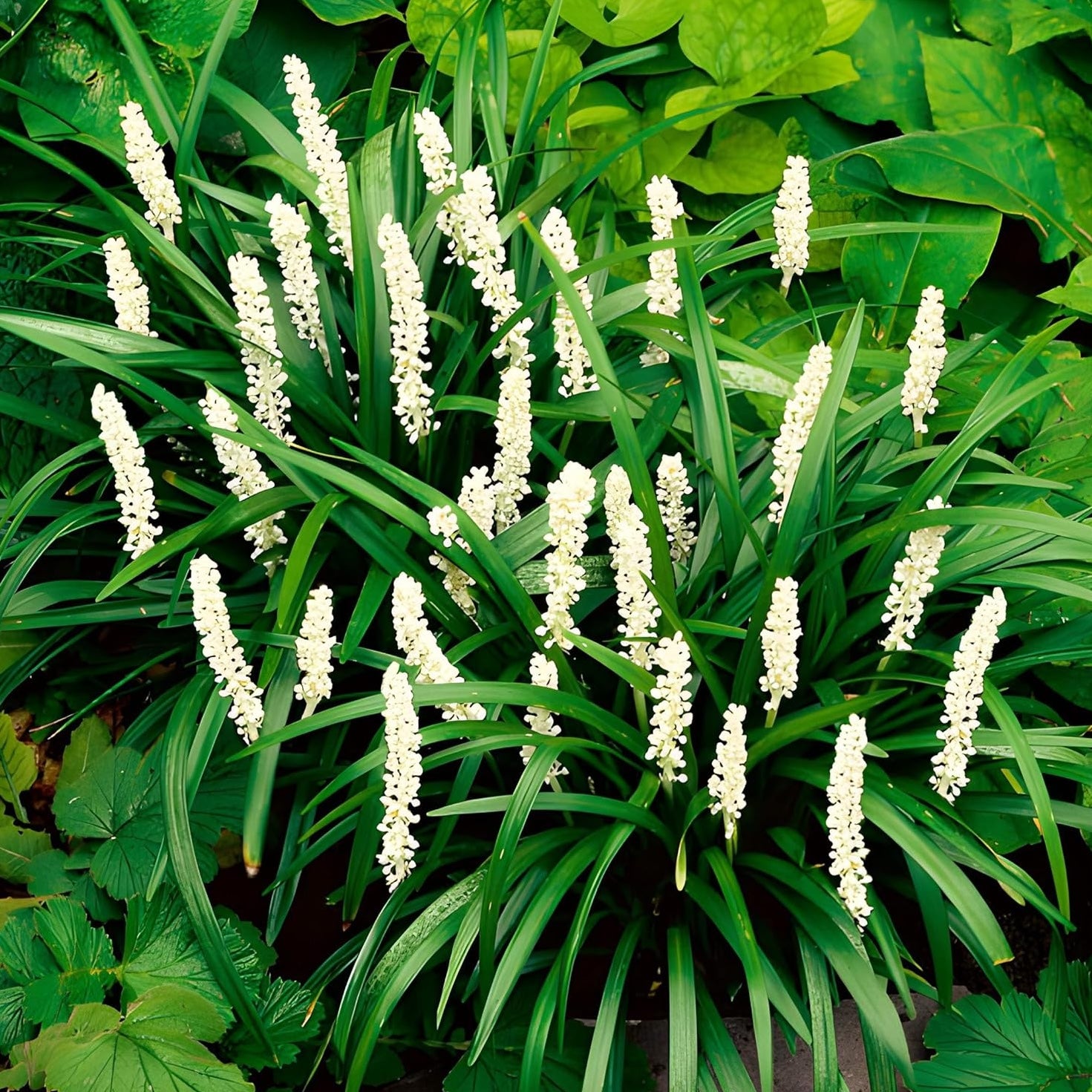 Liriope muscari 'Monroe White' / Weiße Lilientraube