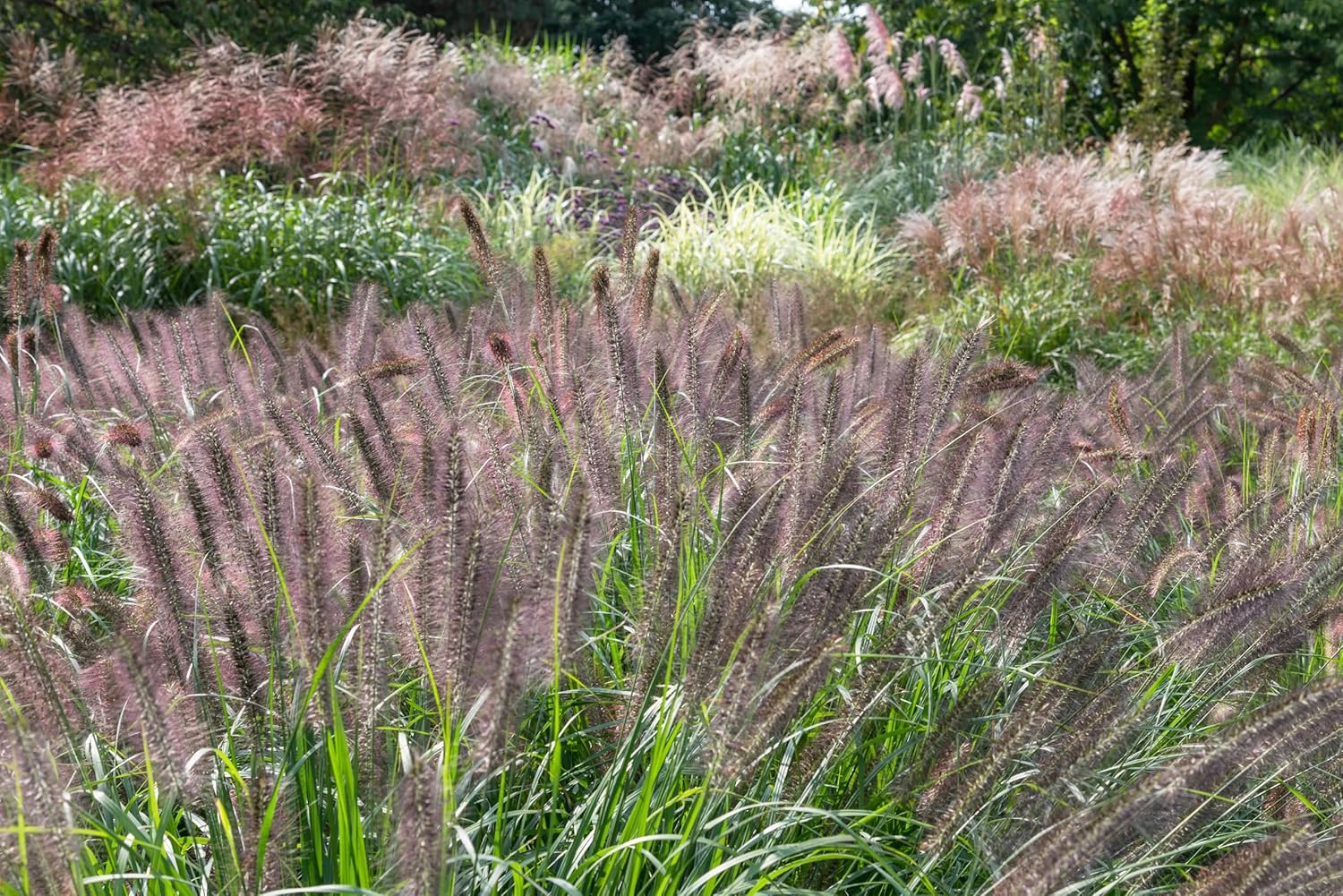 Pennisetum alopecuroides 'Redborn' / Rotes Lampenputzergras