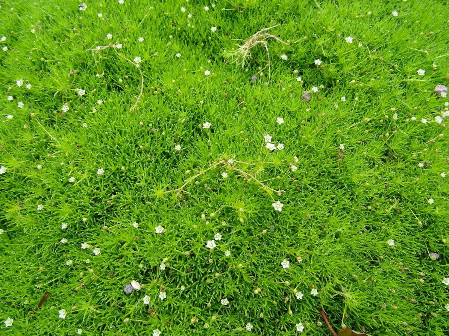 Sagina subulata / Sternmoos