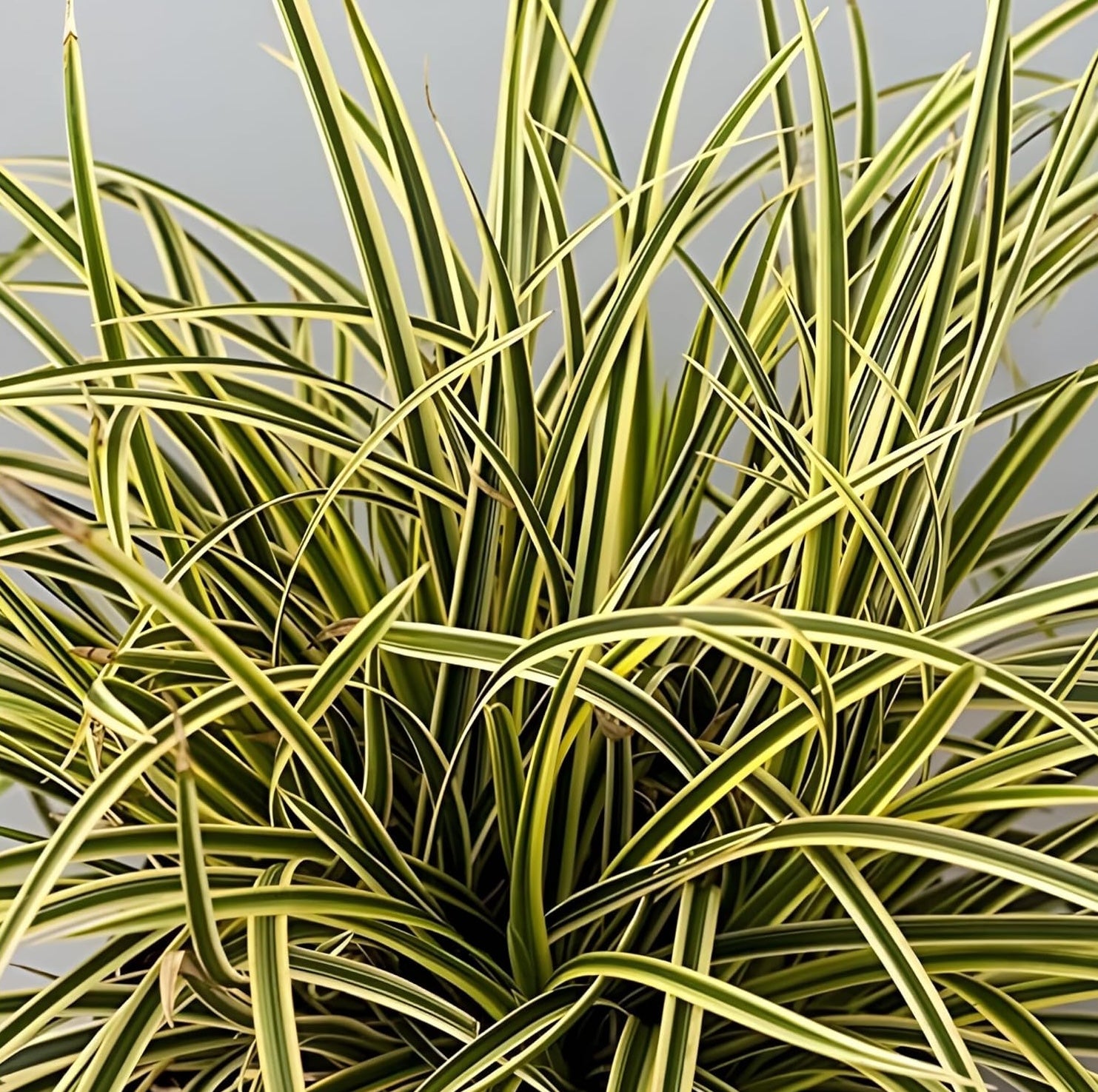 Carex morrowii 'Vanilla Ice' / Segge