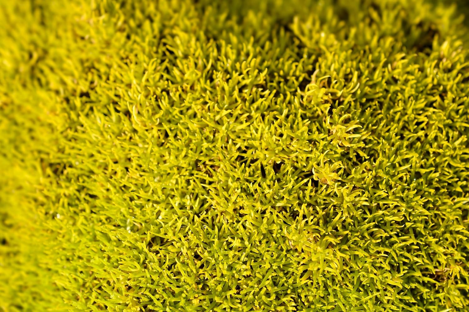 Sagina subulata 'Aurea' / Gold Sternmoos