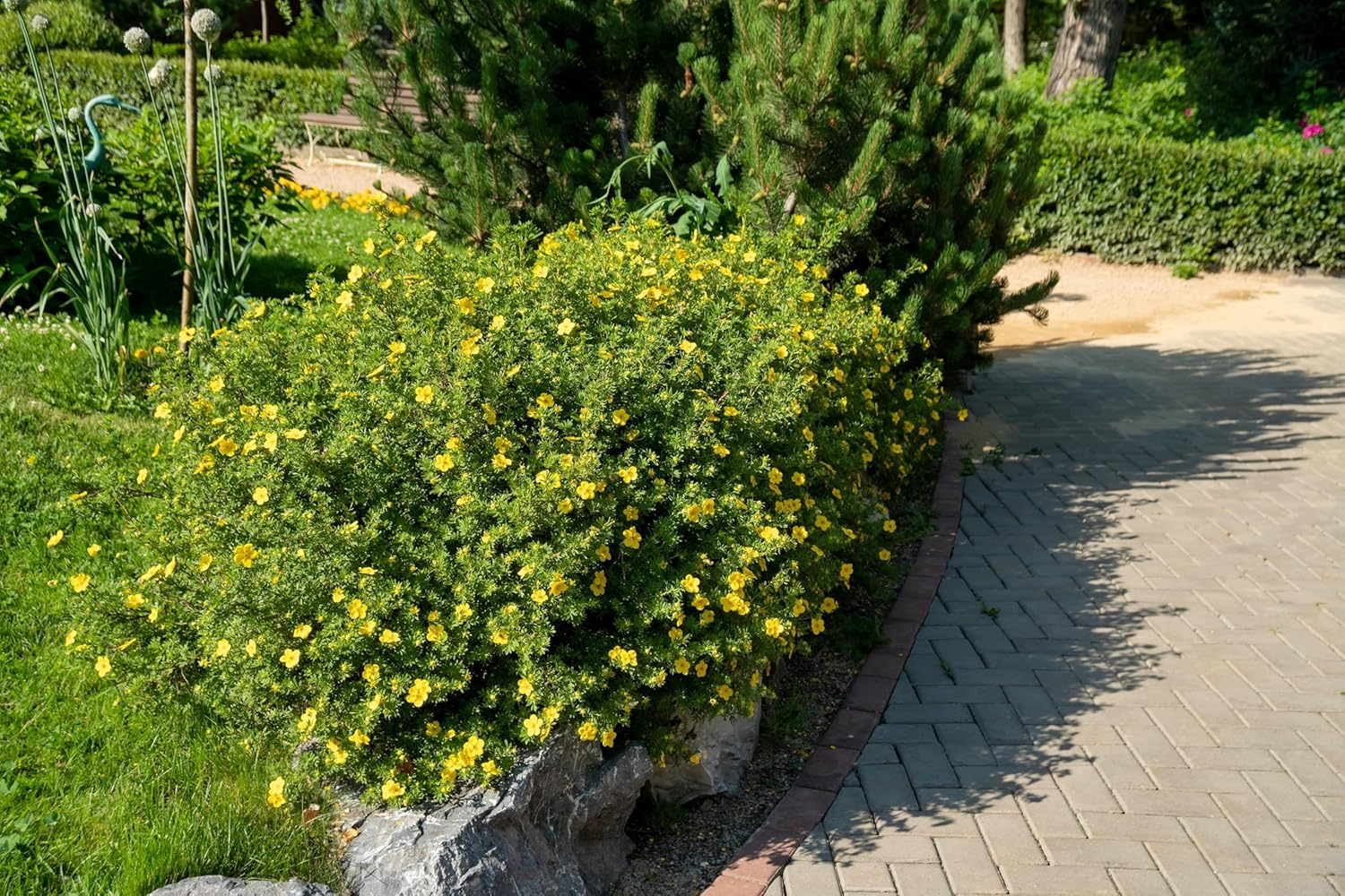 Potentilla fruticosa 'Kobold' / Gelber Fingerstrauch