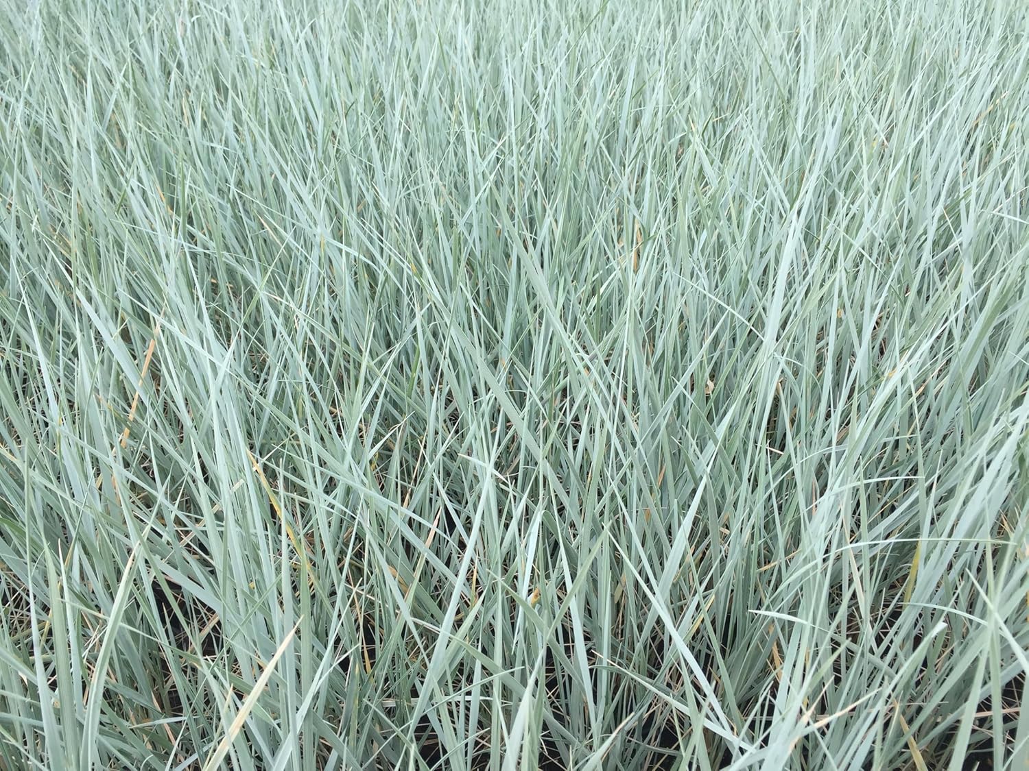 Elymus magellanicus / Magellan-Gras -  XXL Topf