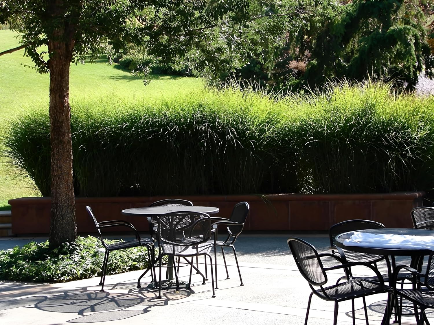 Miscanthus sinensis 'Gracillimus Nana' / Kleines Chinaschilf