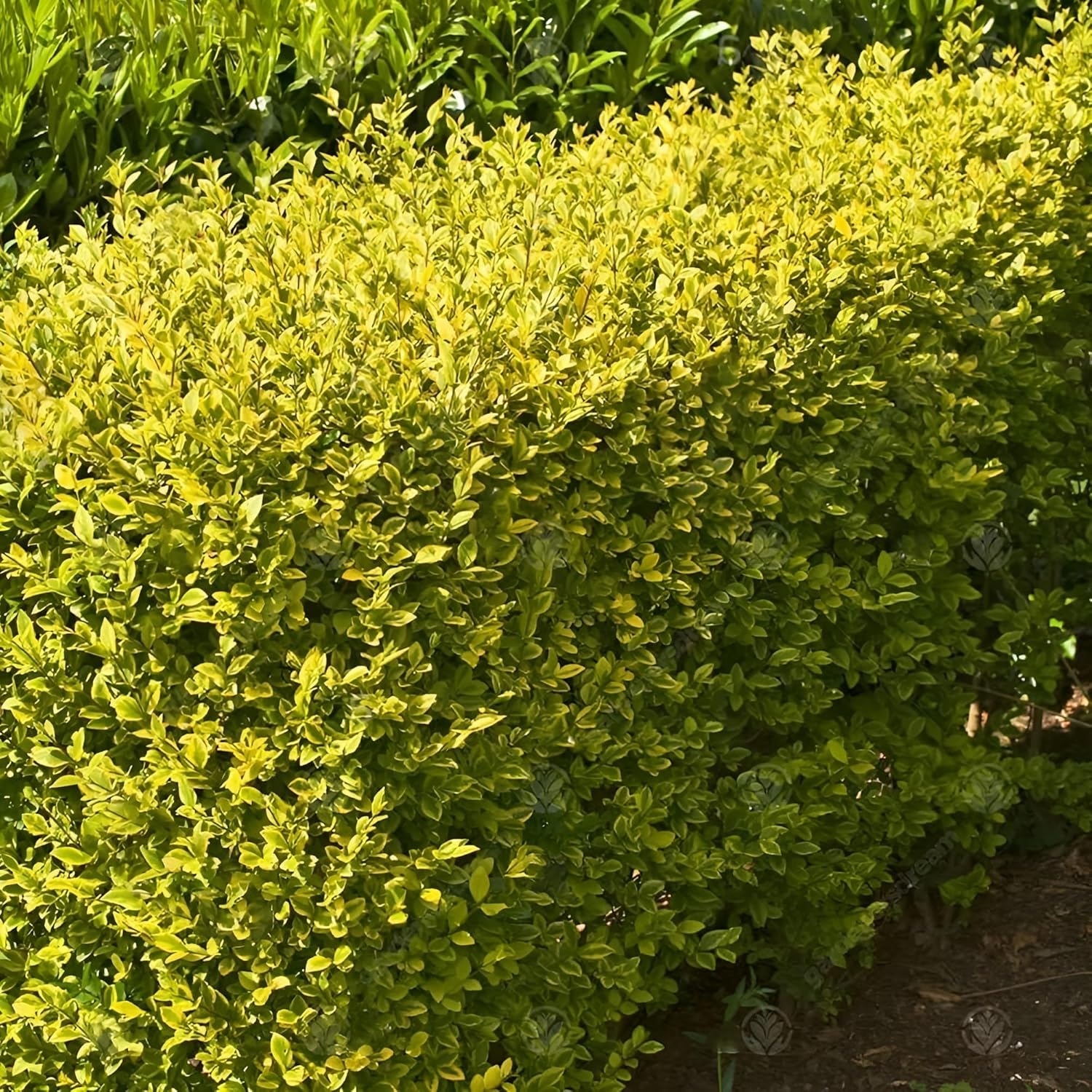Ligustrum ovalifolium 'Aureum' / Goldliguster
