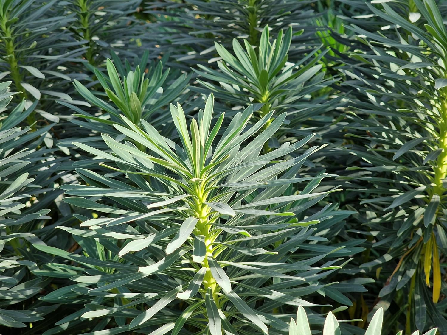 Euphorbia characias 'Blue Wonder' / Mittelmeer-Wolfsmilch
