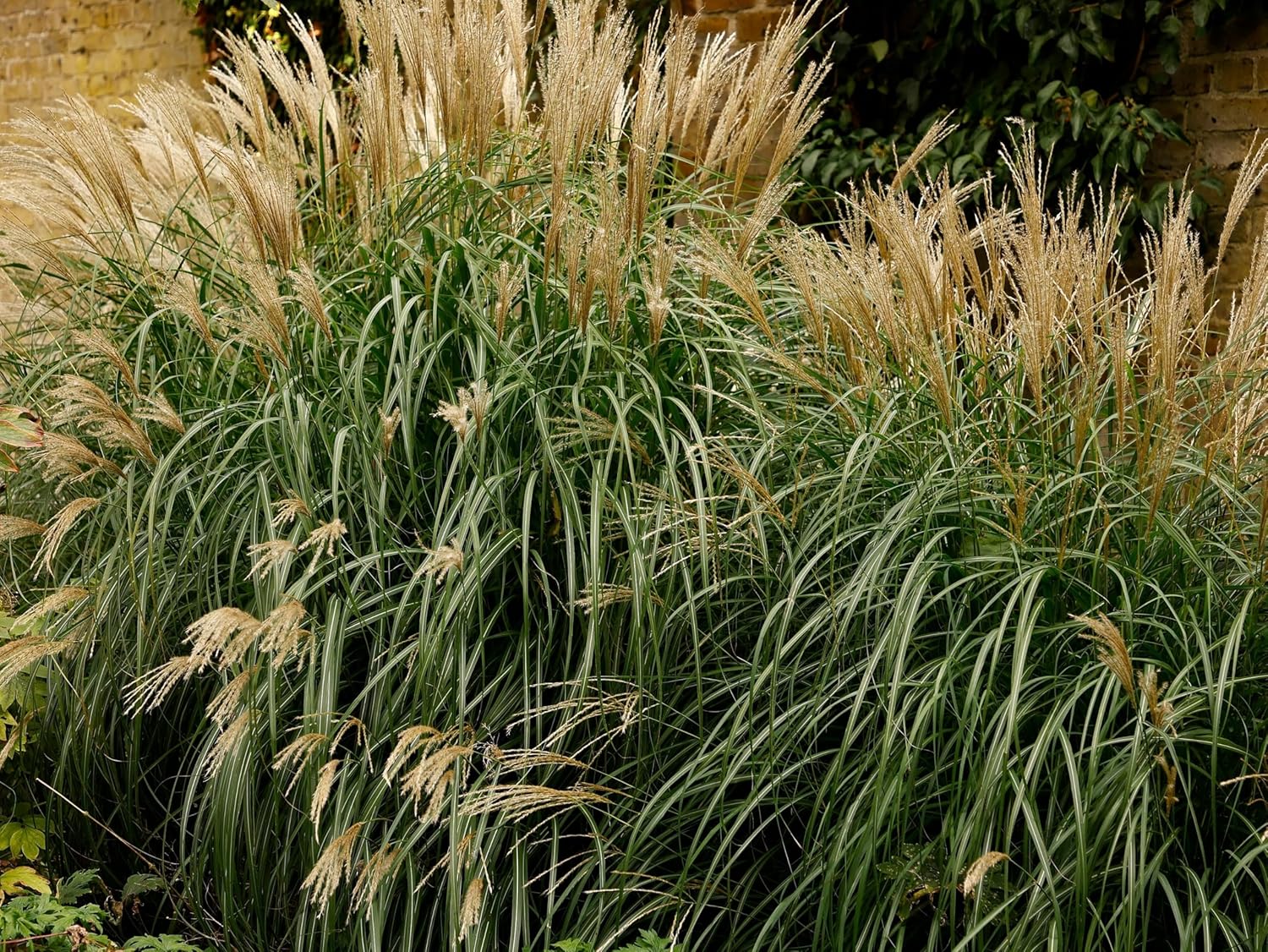 Miscanthus sinensis 'Condensatus' / Chinaschilf